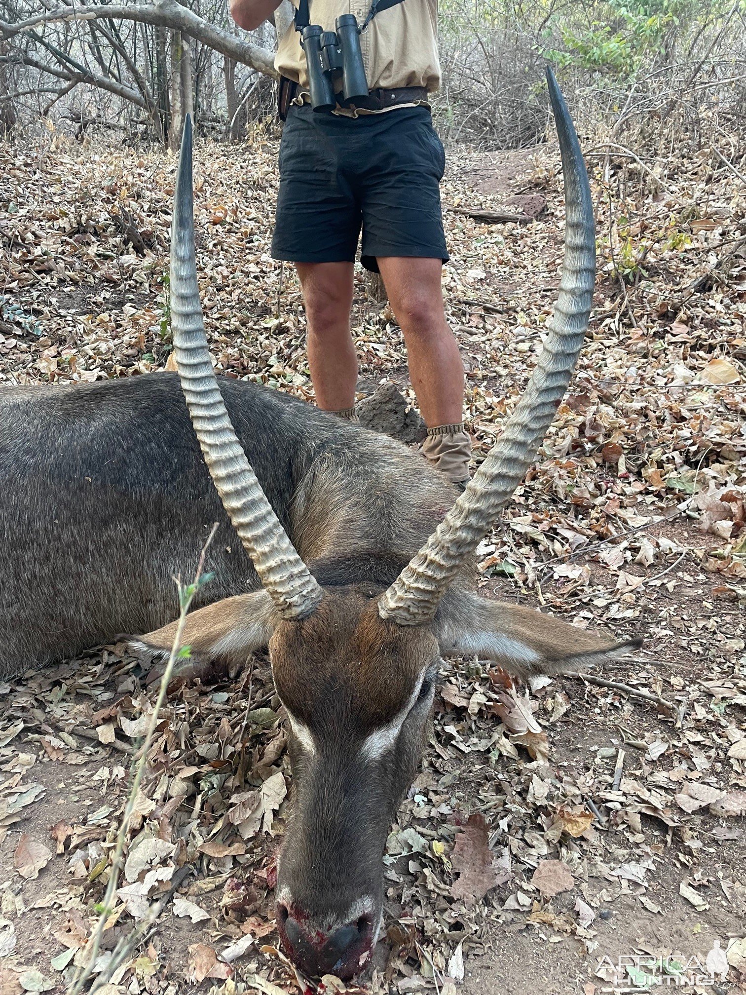 Waterbuck Hunting Zimbabwe