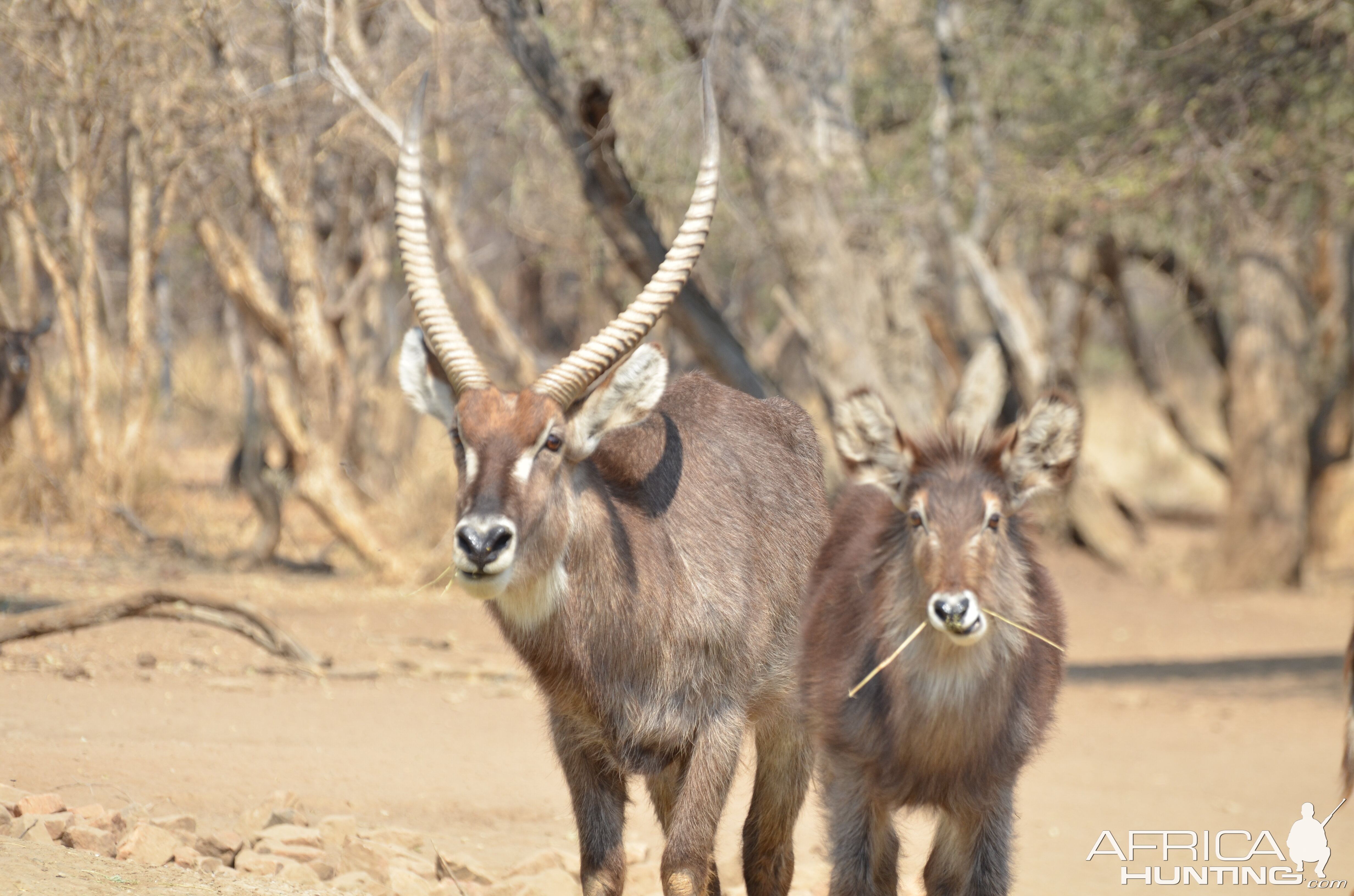 Waterbuck in South Africa