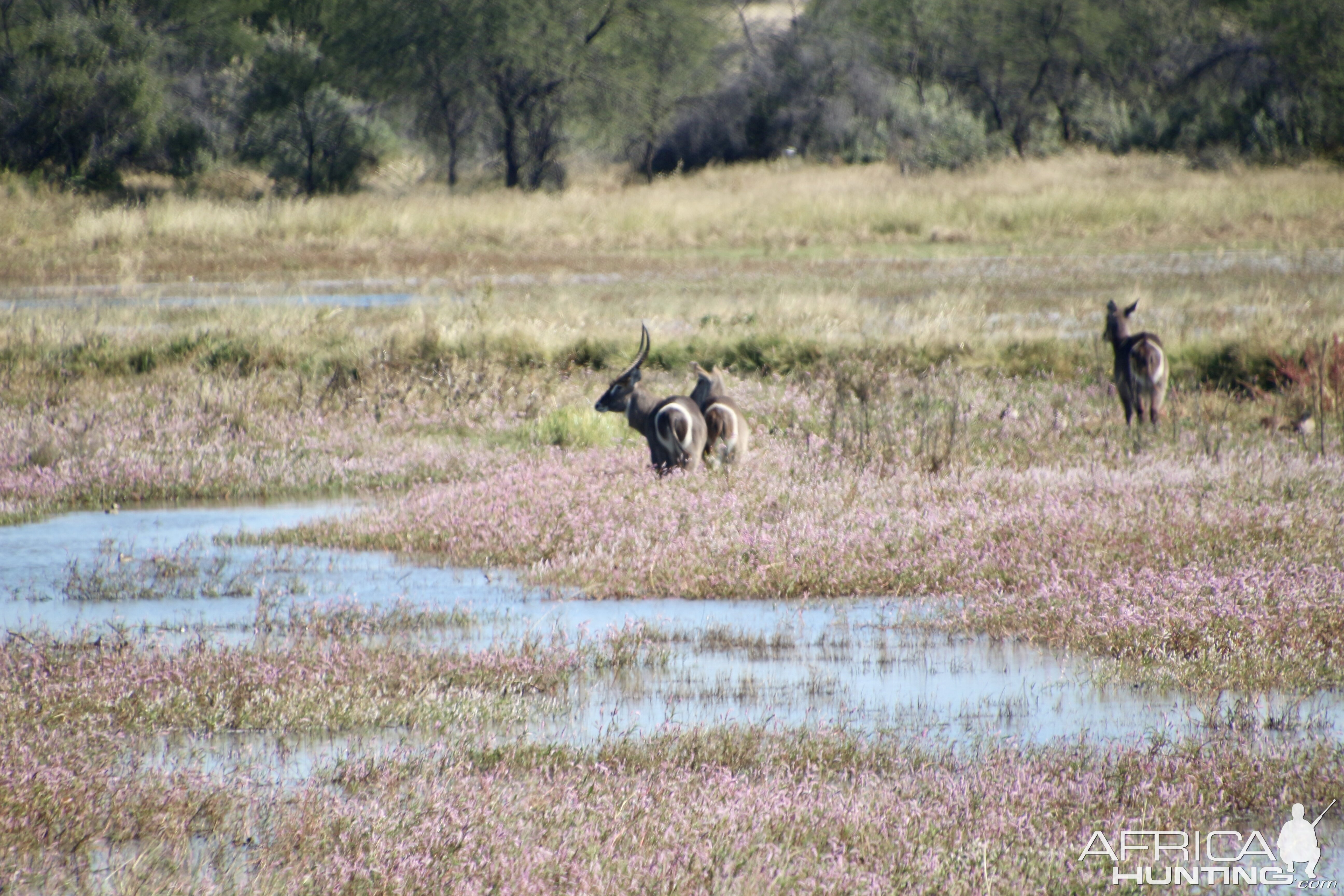 Waterbuck in the floodplains