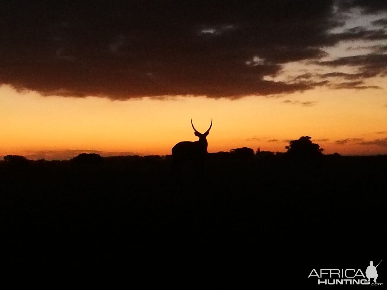 Waterbuck in the sunset South Africa