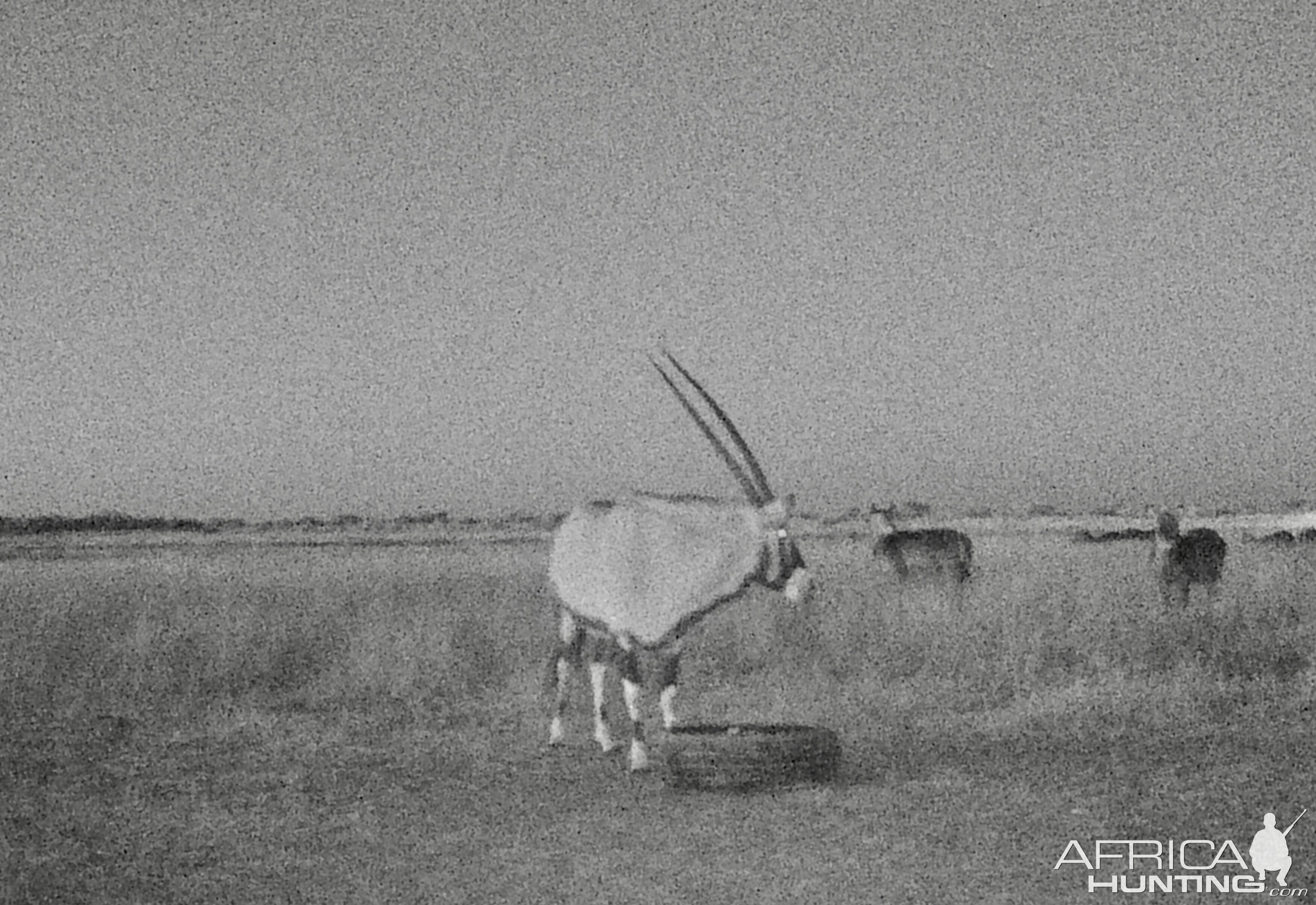 Waterbuck joining oryx