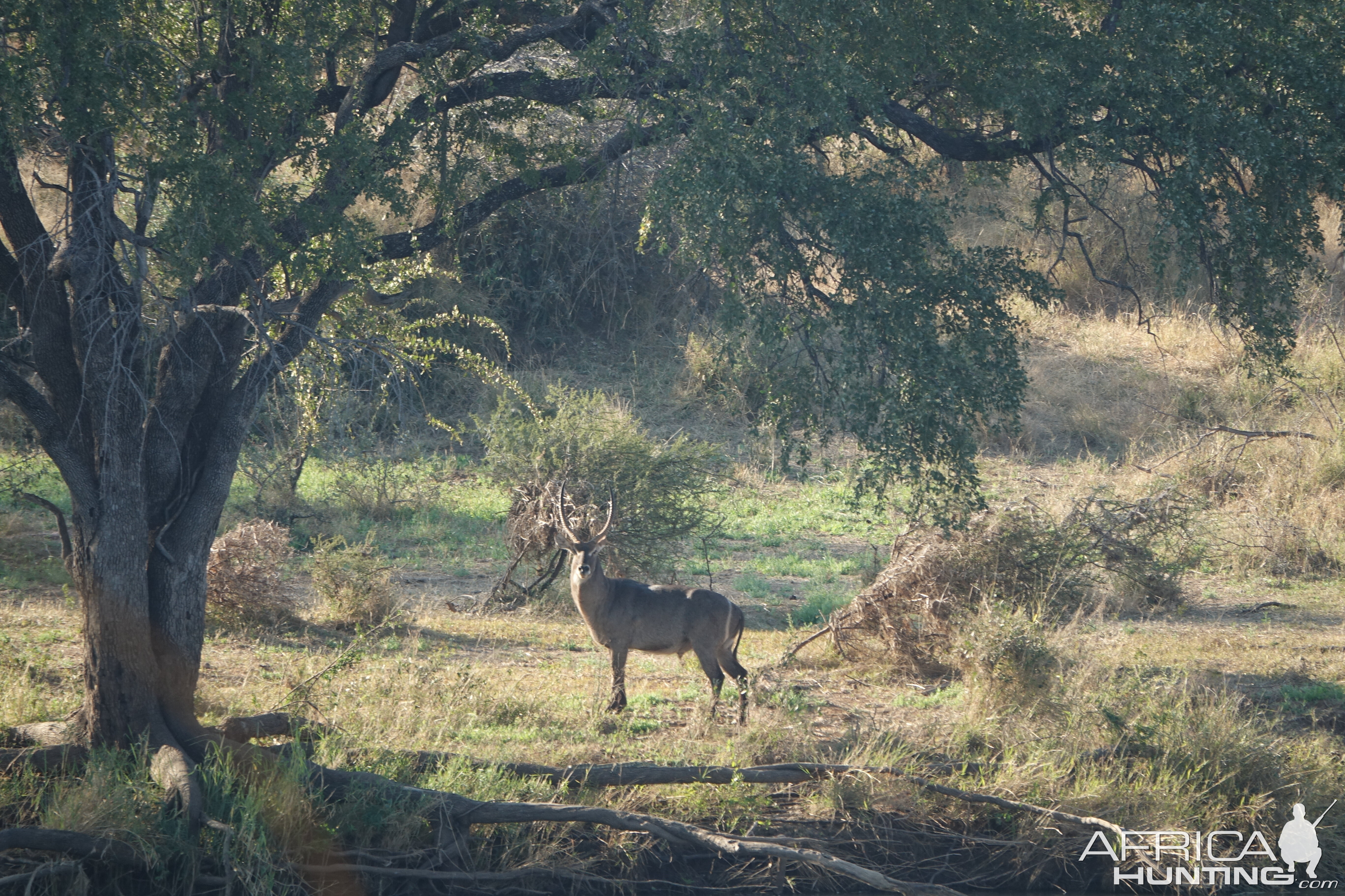 Waterbuck Limpopo South Africa