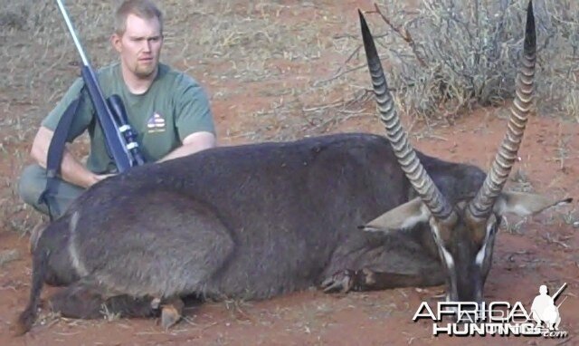 Waterbuck Limpopo South Africa