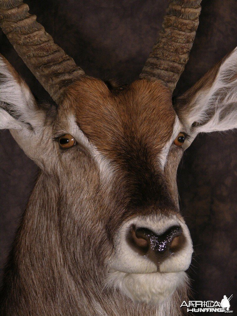 Waterbuck mount