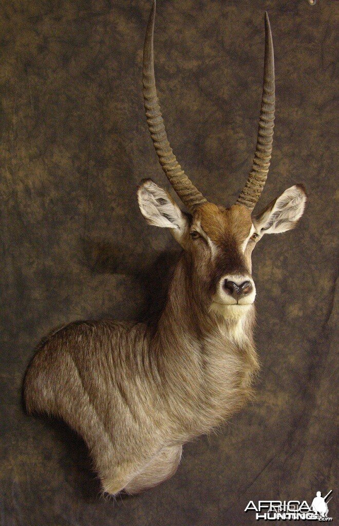 Waterbuck mount | Hunting