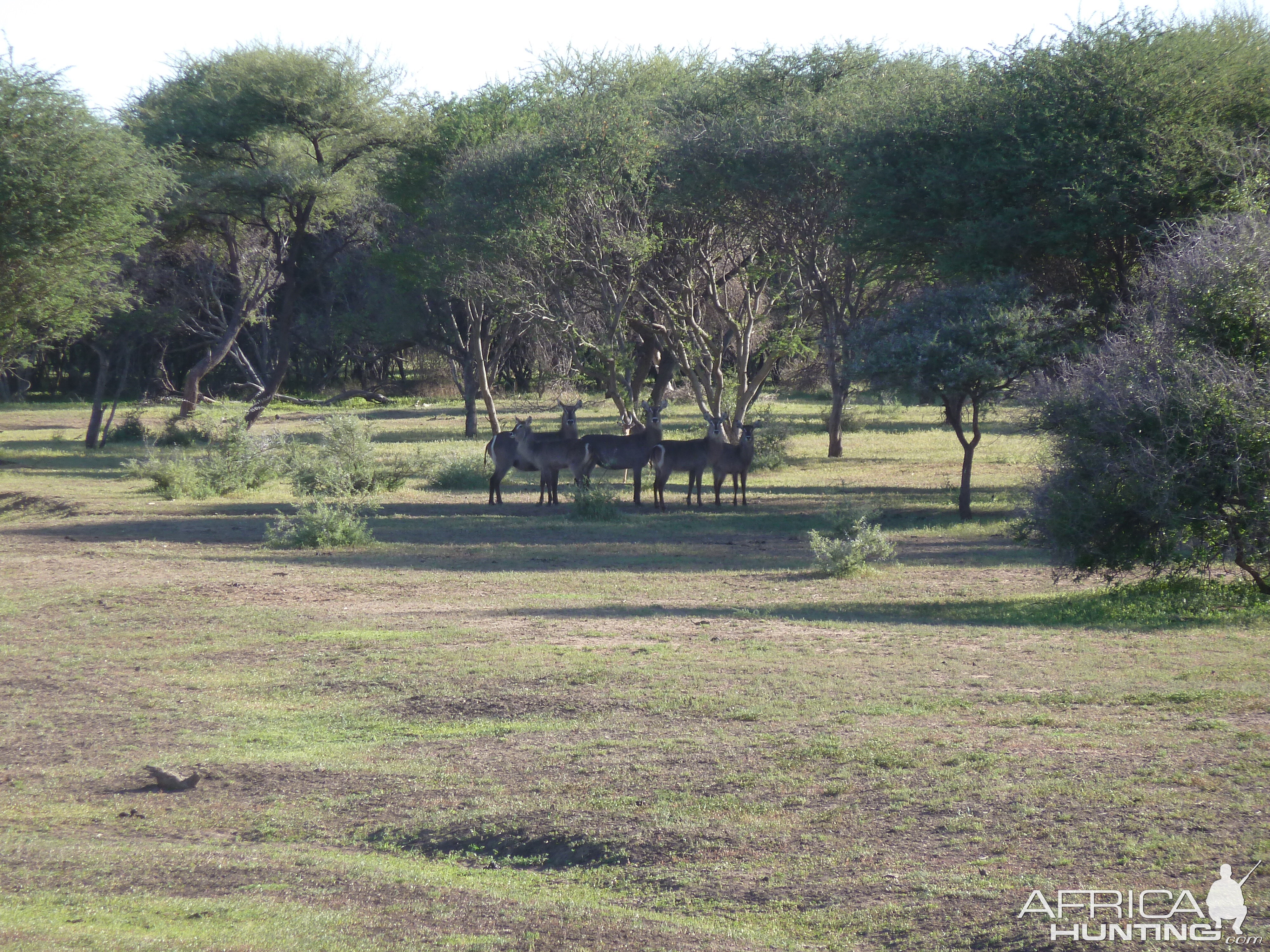 Waterbuck Namibia