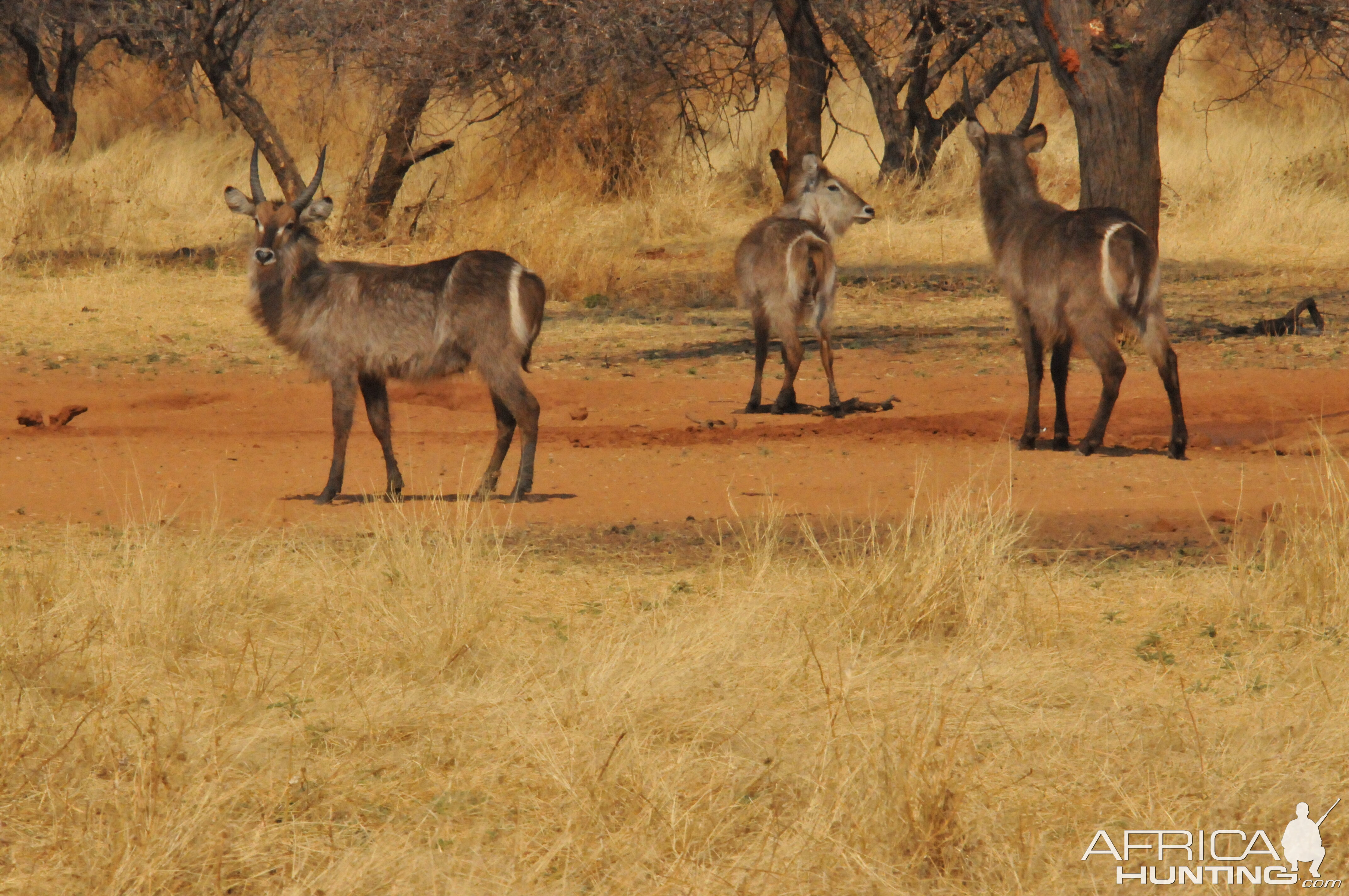 Waterbuck Namibia