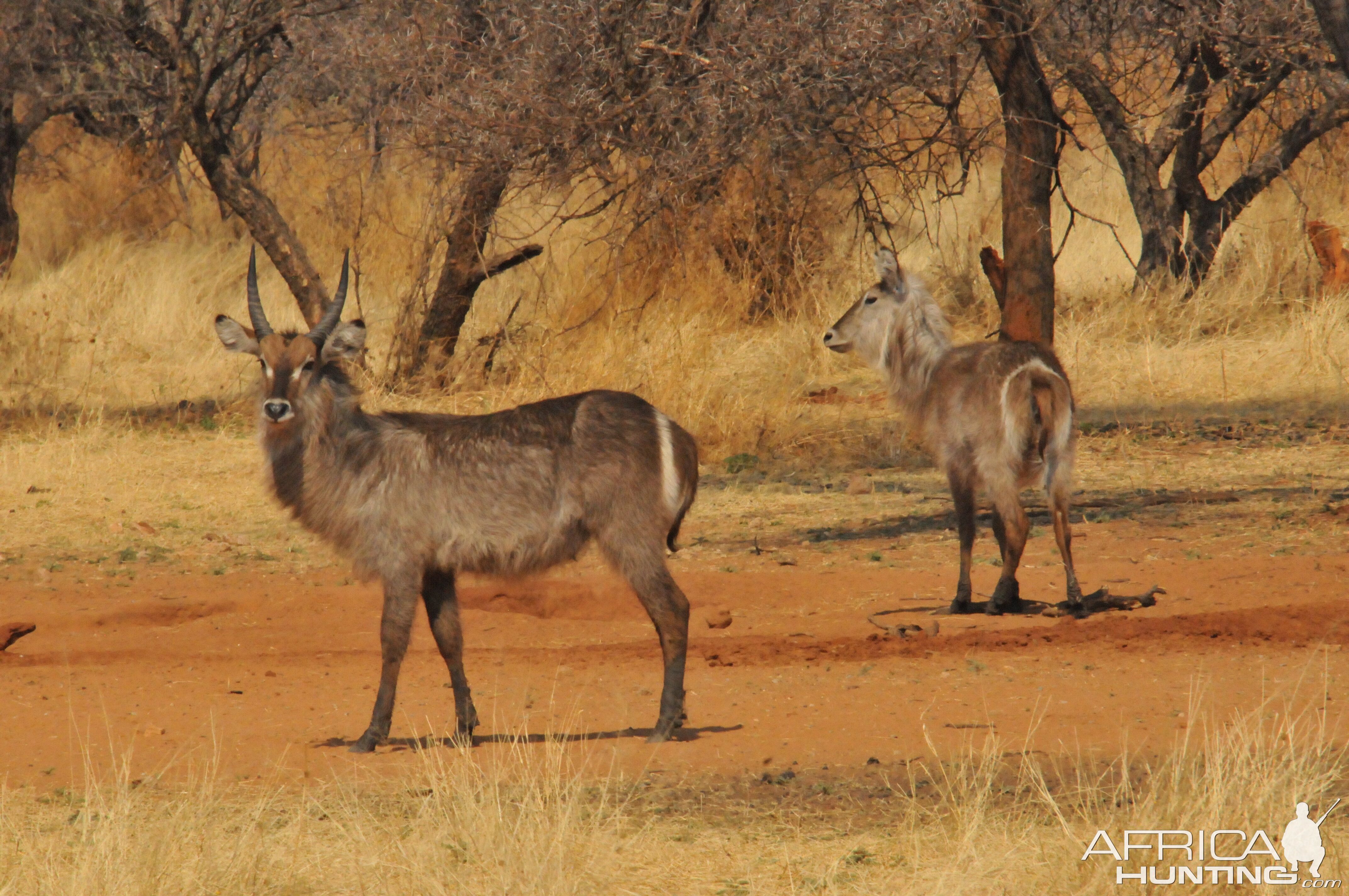 Waterbuck Namibia