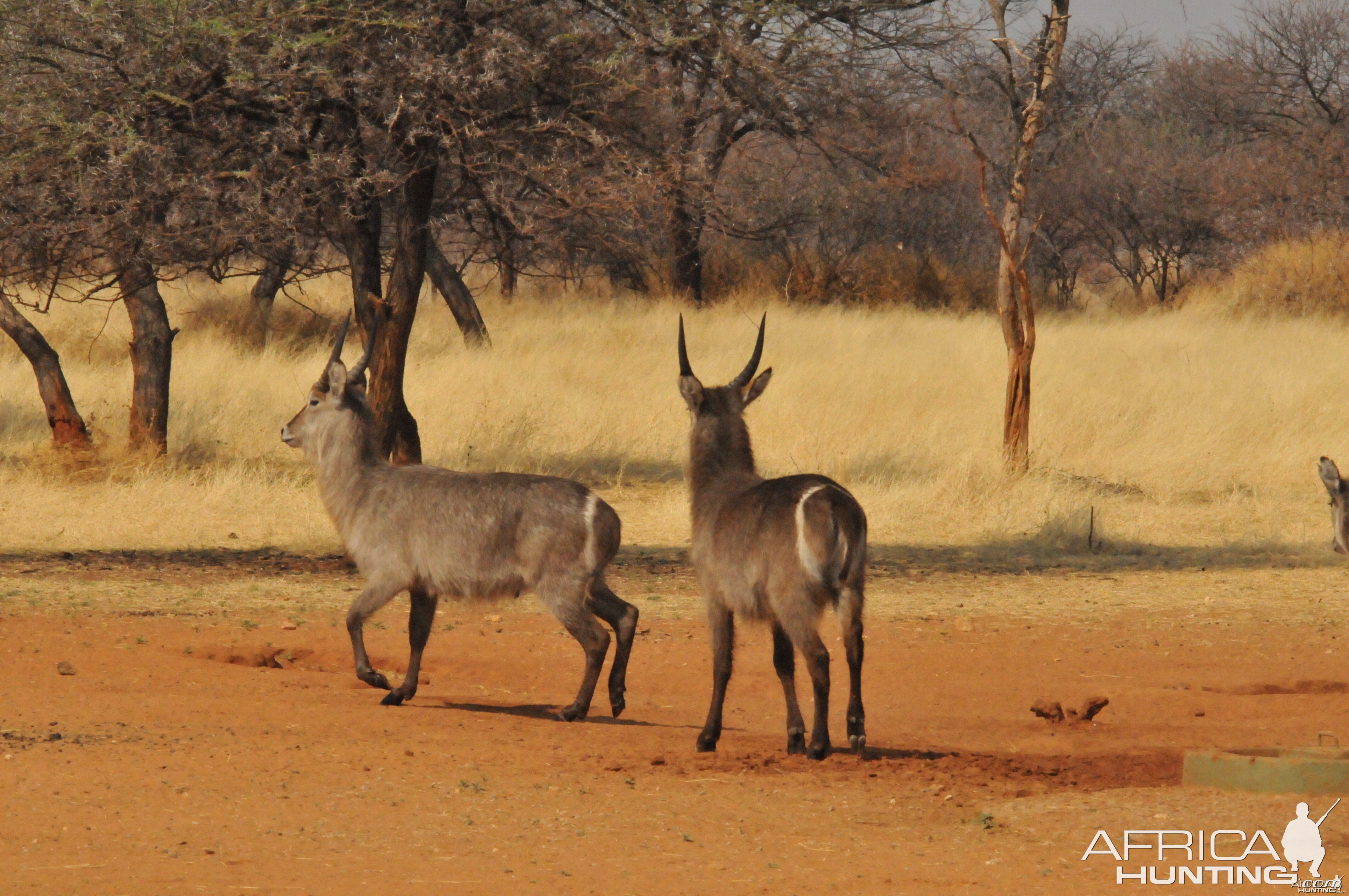 Waterbuck Namibia