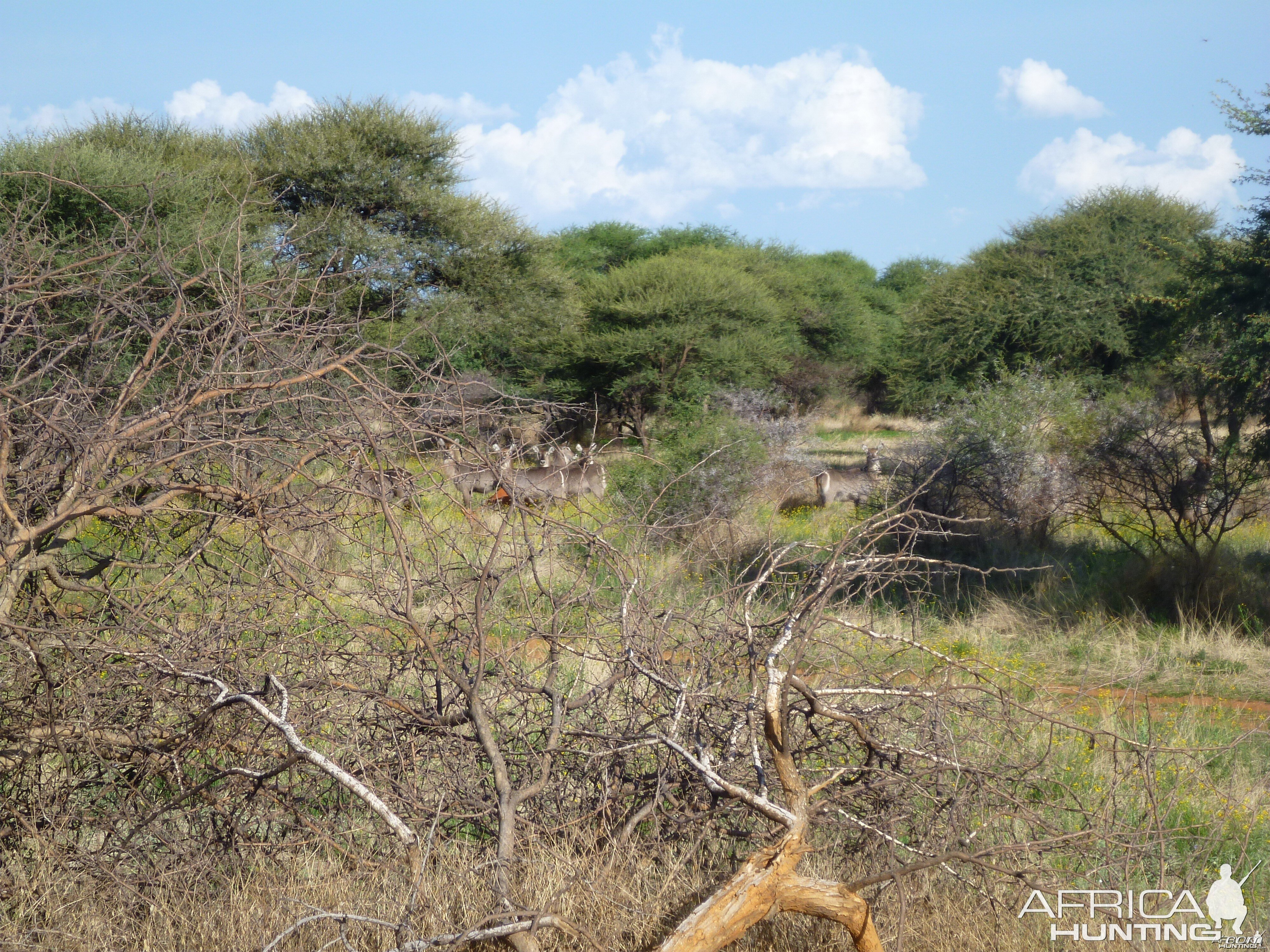 Waterbuck Namibia