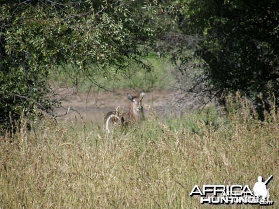 Waterbuck Namibia