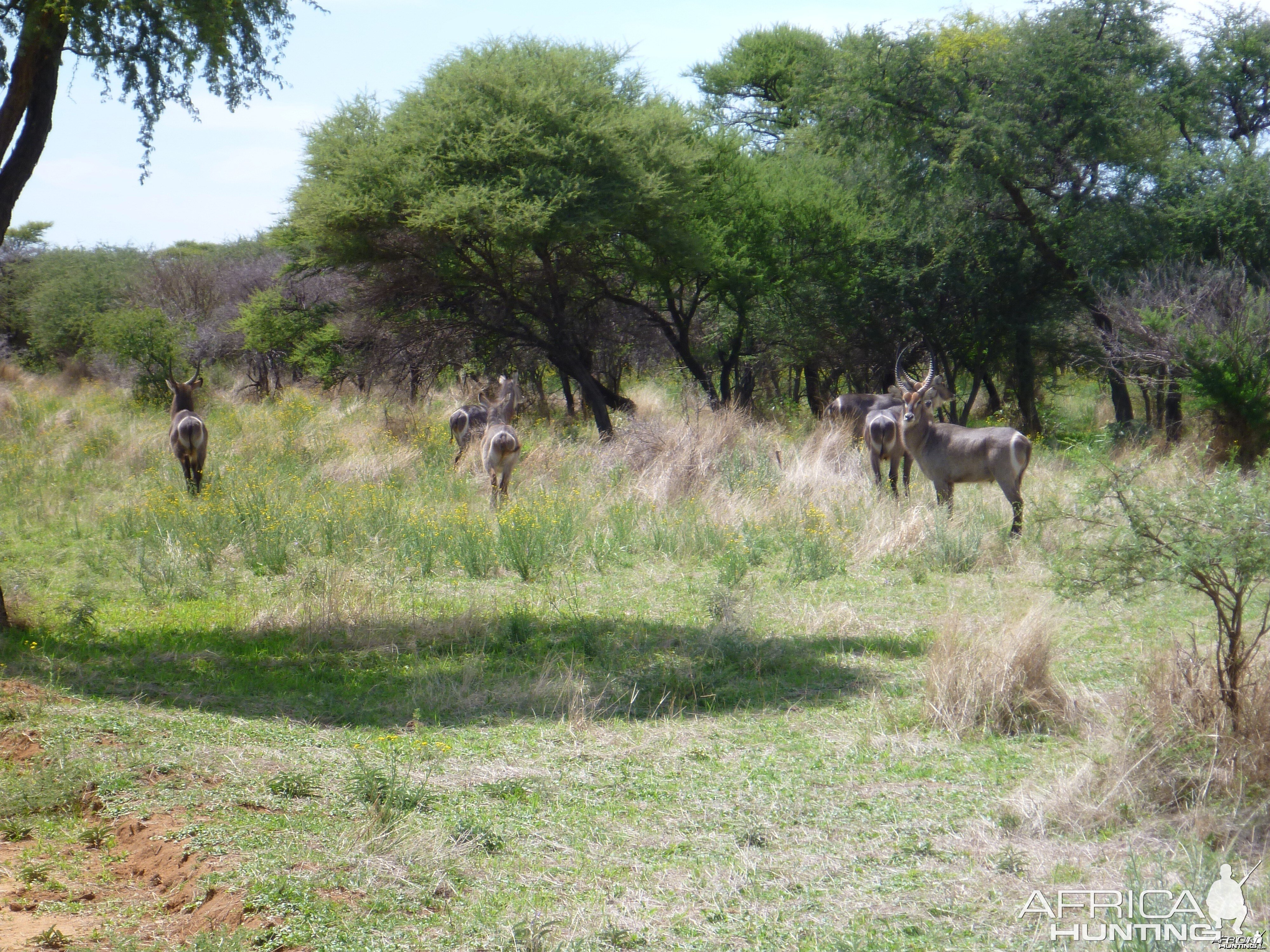 Waterbuck Namibia