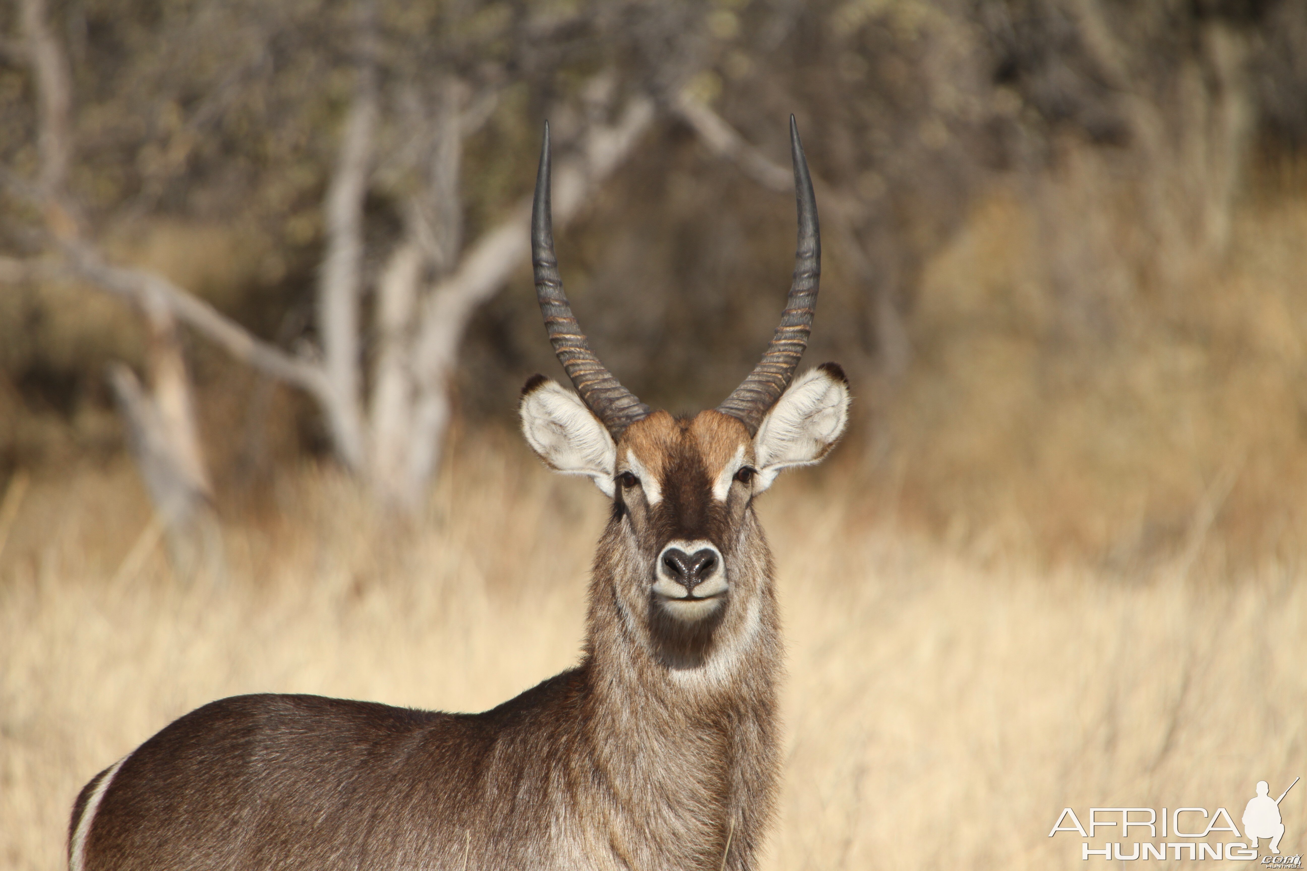 Waterbuck Namibia