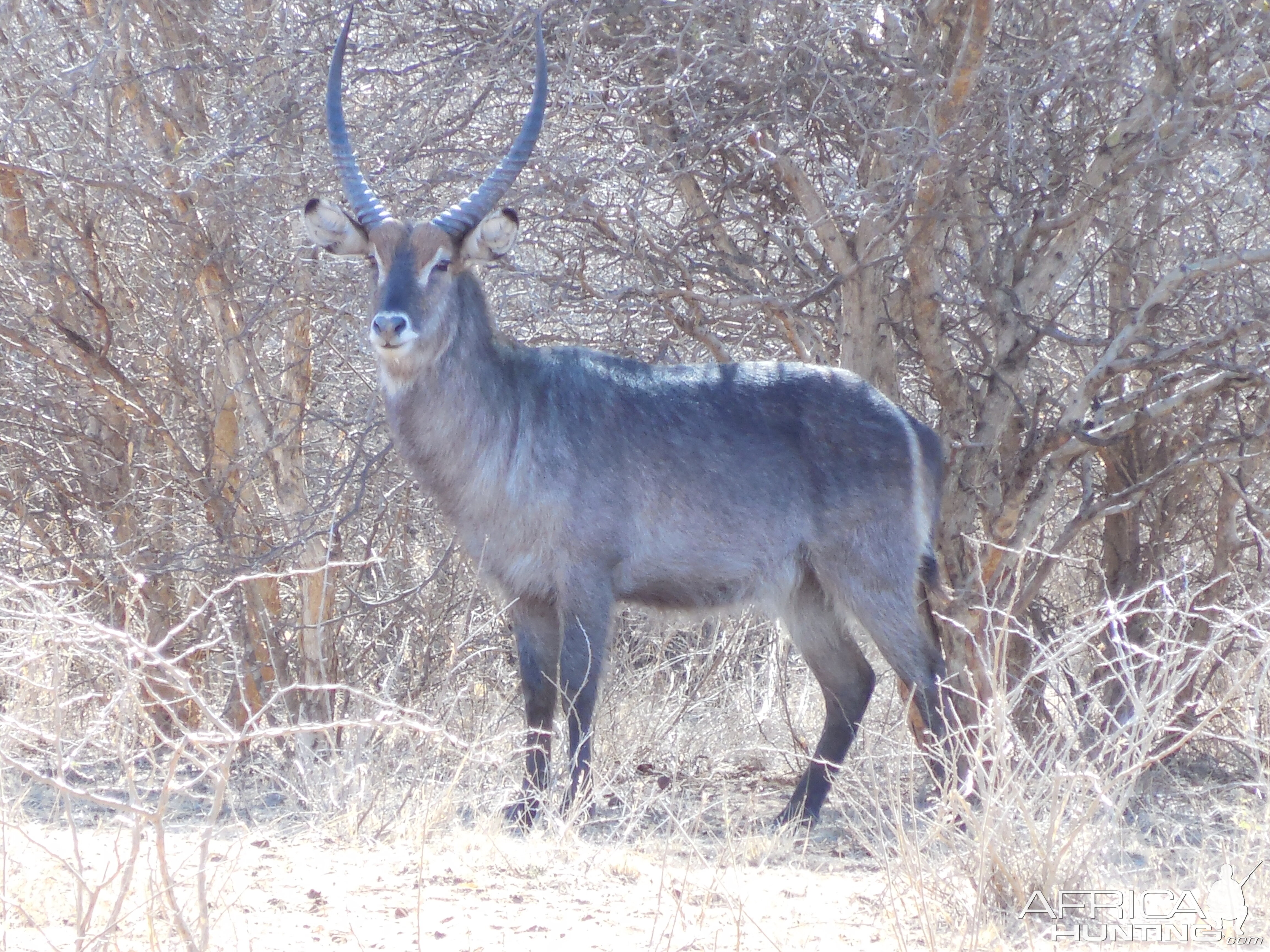 Waterbuck Namibia