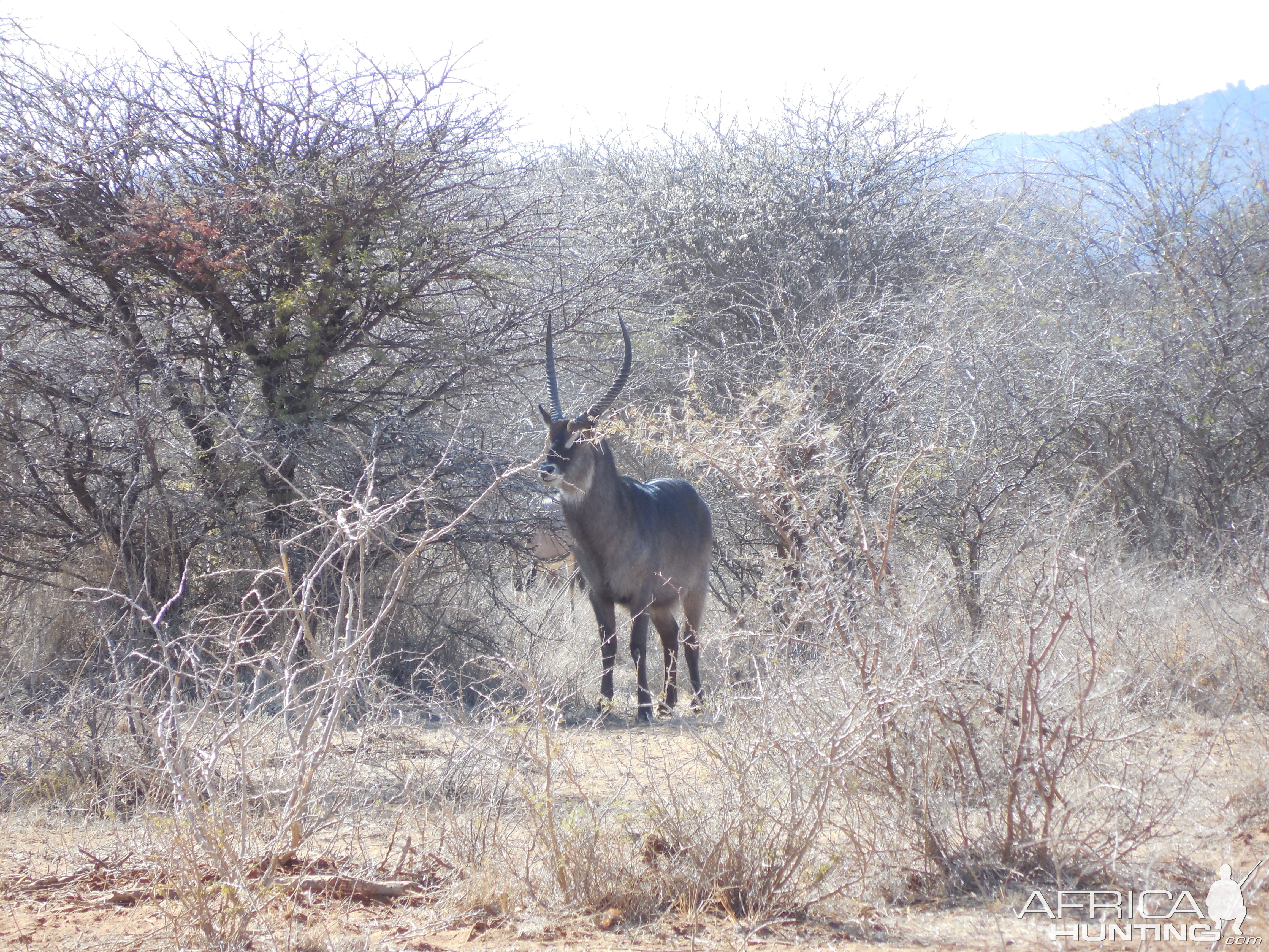 Waterbuck Namibia