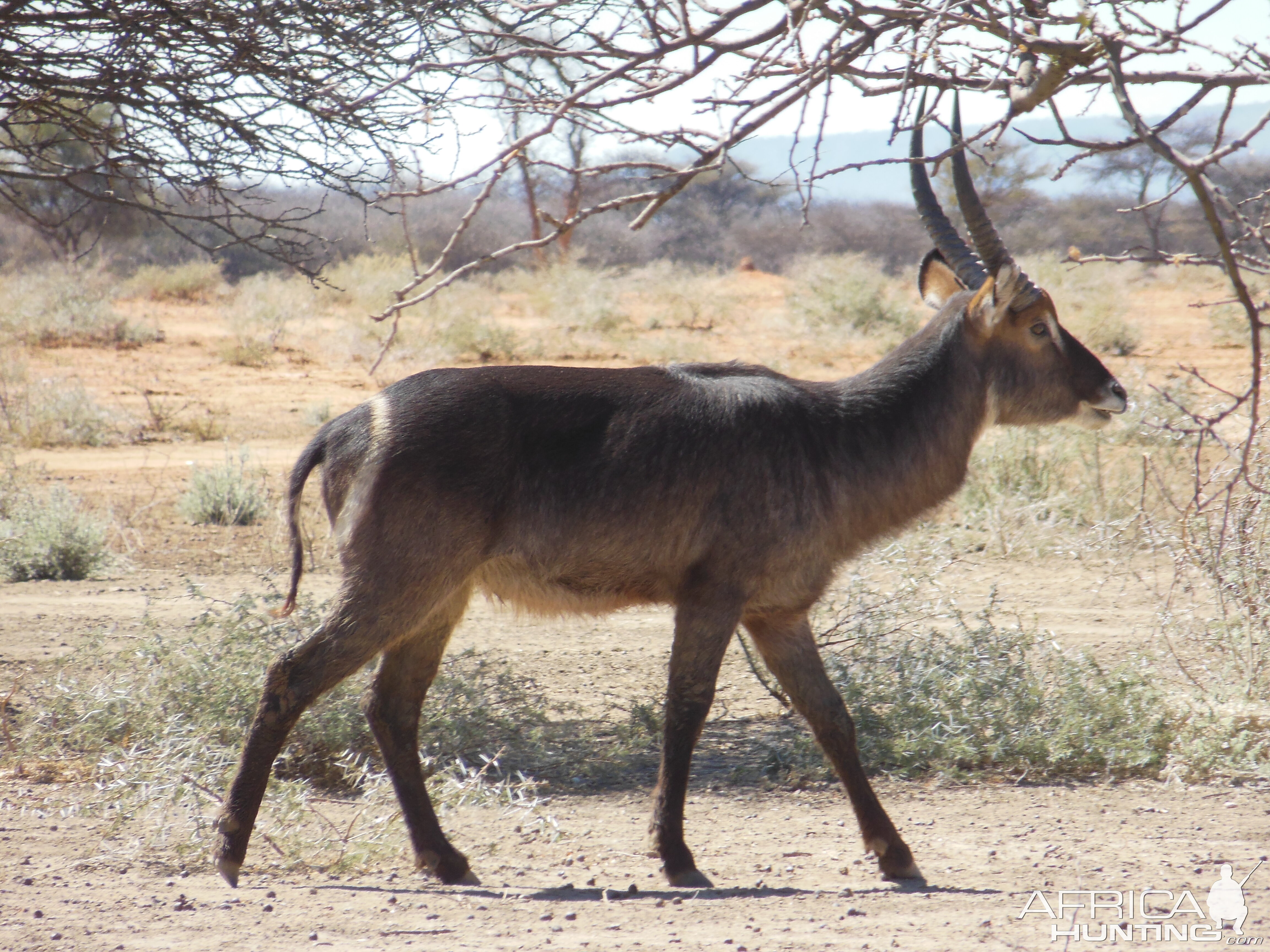 Waterbuck Namibia