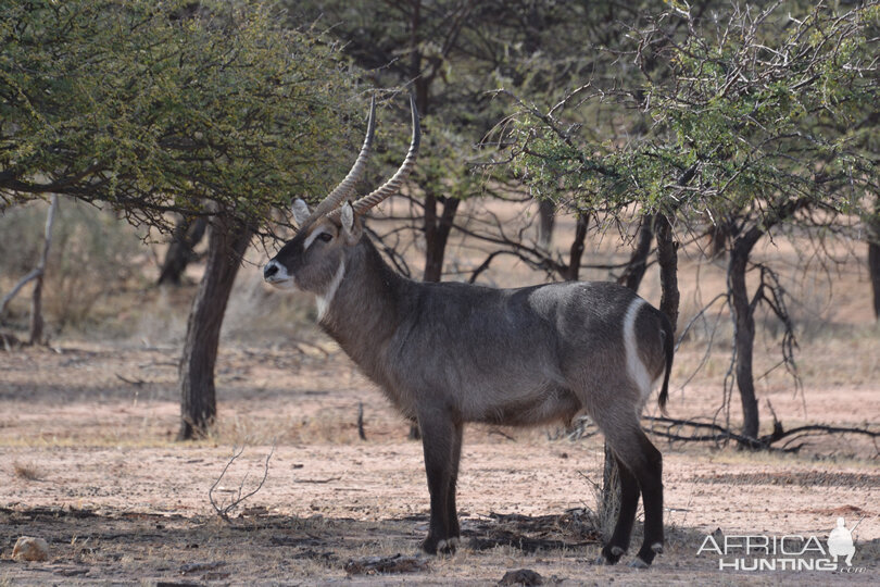 Waterbuck Namibia