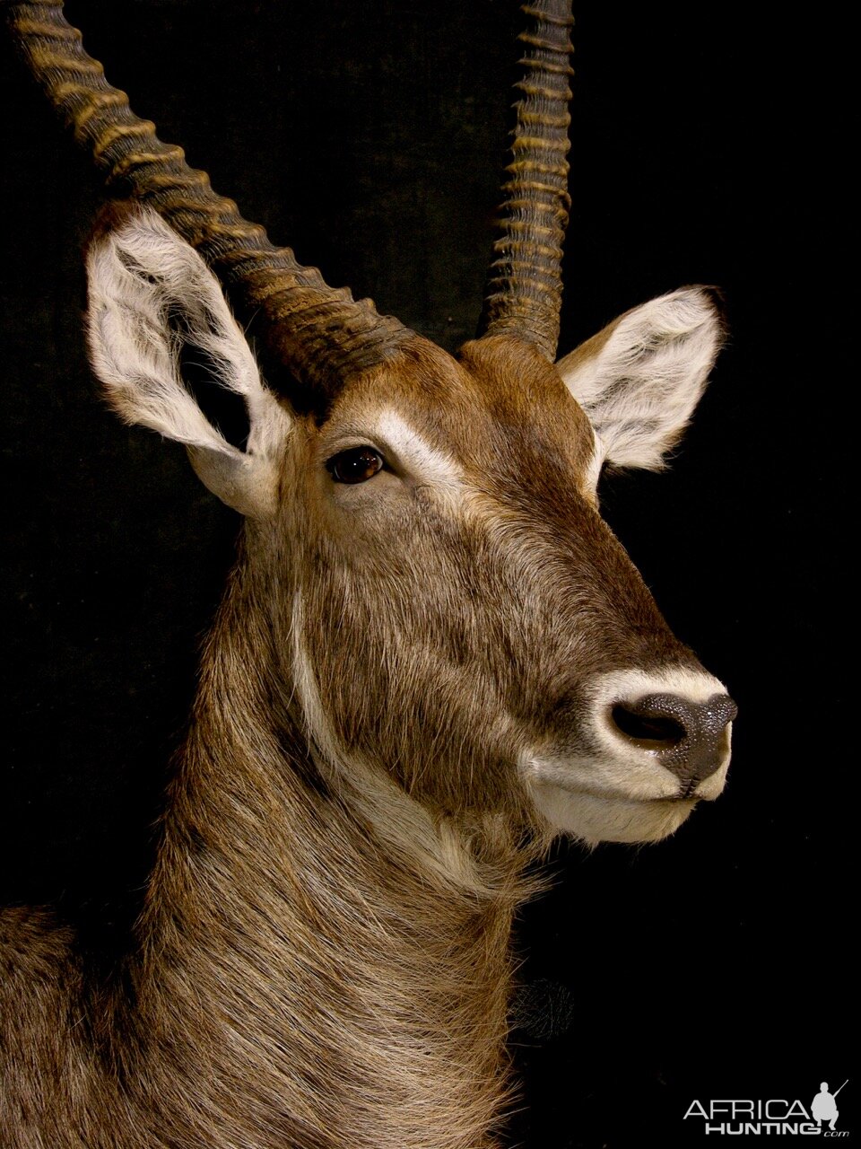 Waterbuck Pedestal Mount Taxidermy