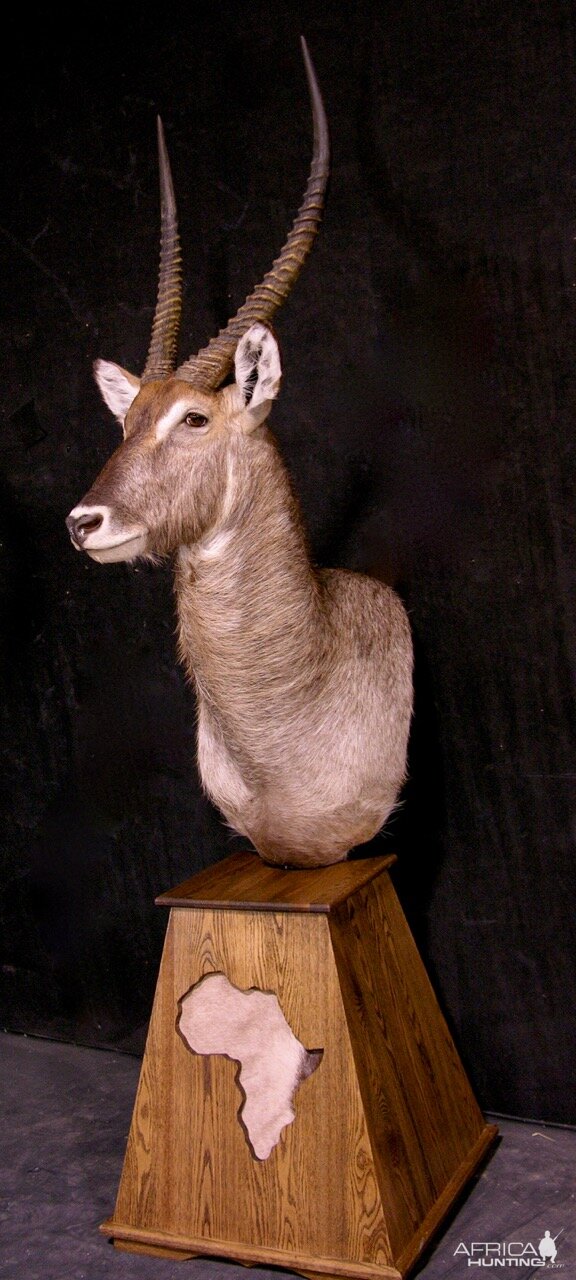 Waterbuck Pedestal Mount Taxidermy