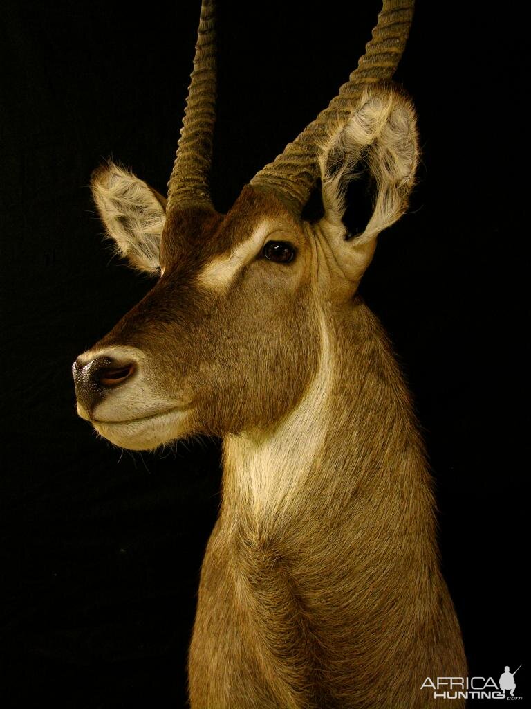 Waterbuck Shoulder Mount Taxidermy