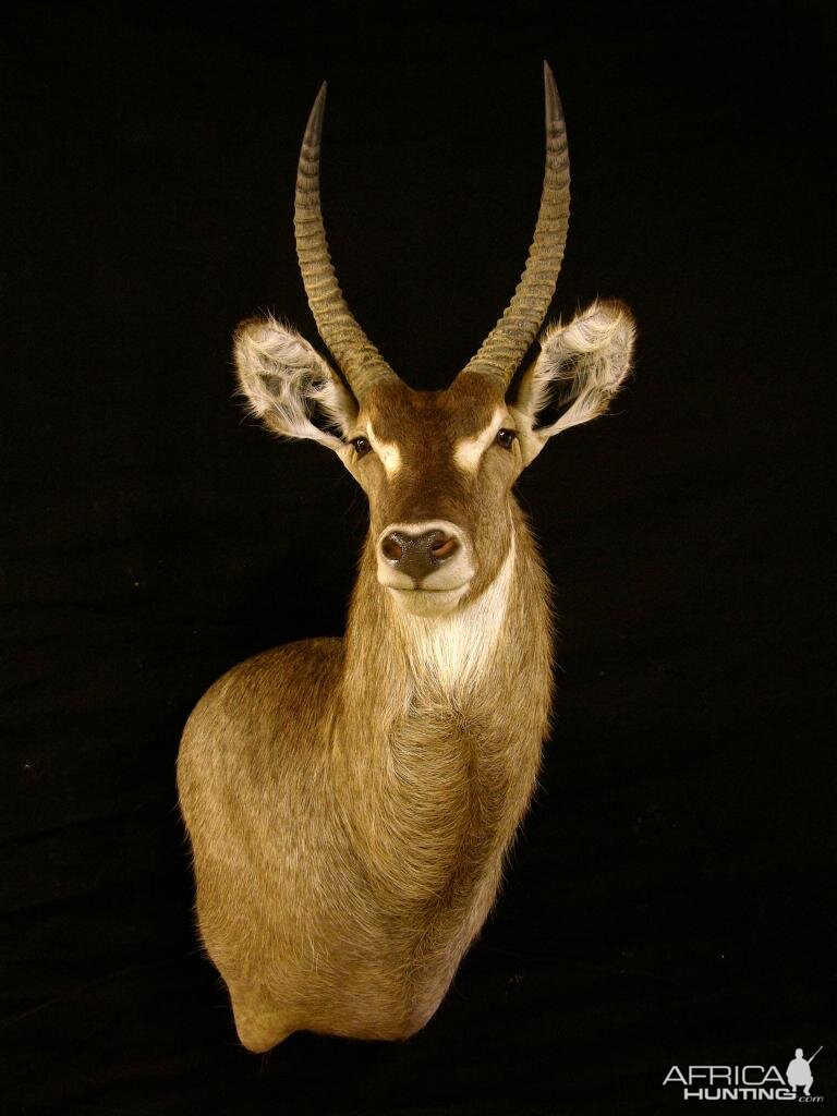 Waterbuck Shoulder Mount Taxidermy