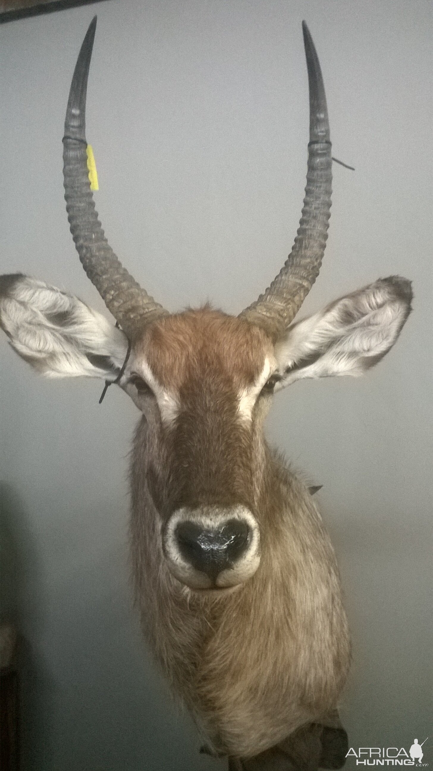 Waterbuck Shoulder Mount Taxidermy