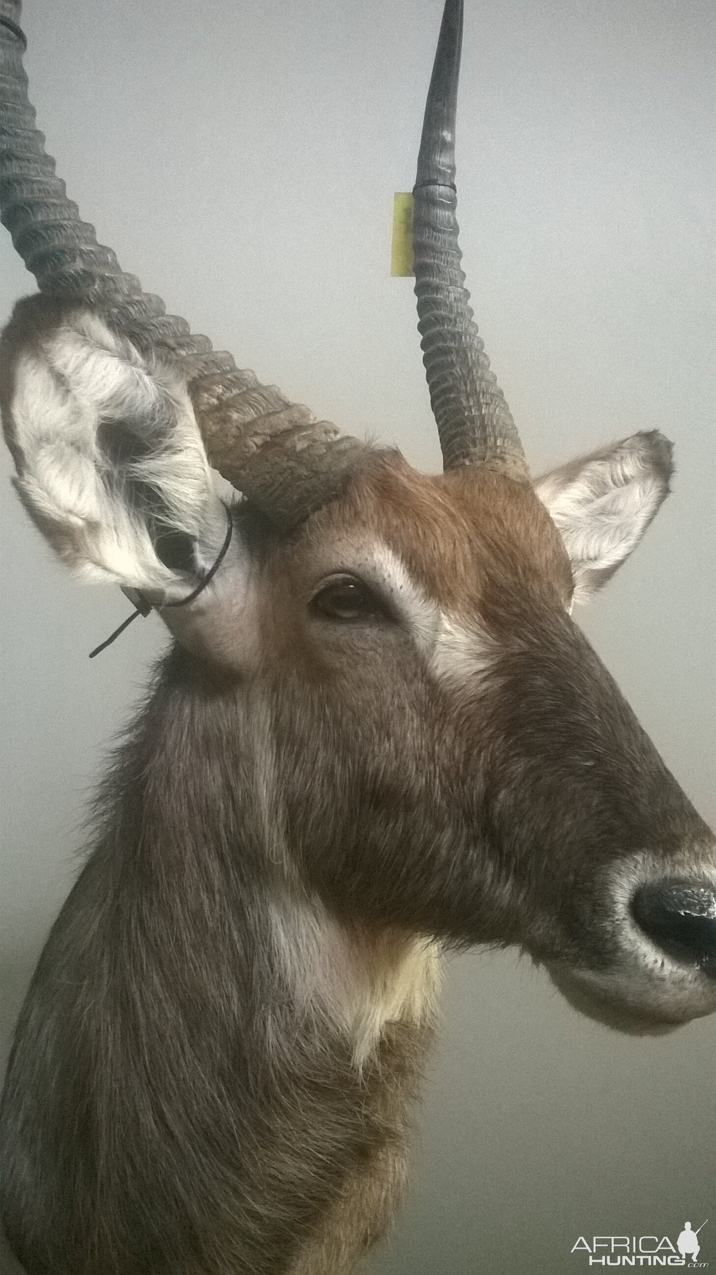 Waterbuck Shoulder Mount Taxidermy