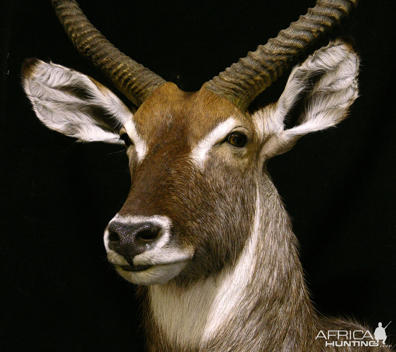 Waterbuck Shoulder Mount Taxidermy | AfricaHunting.com