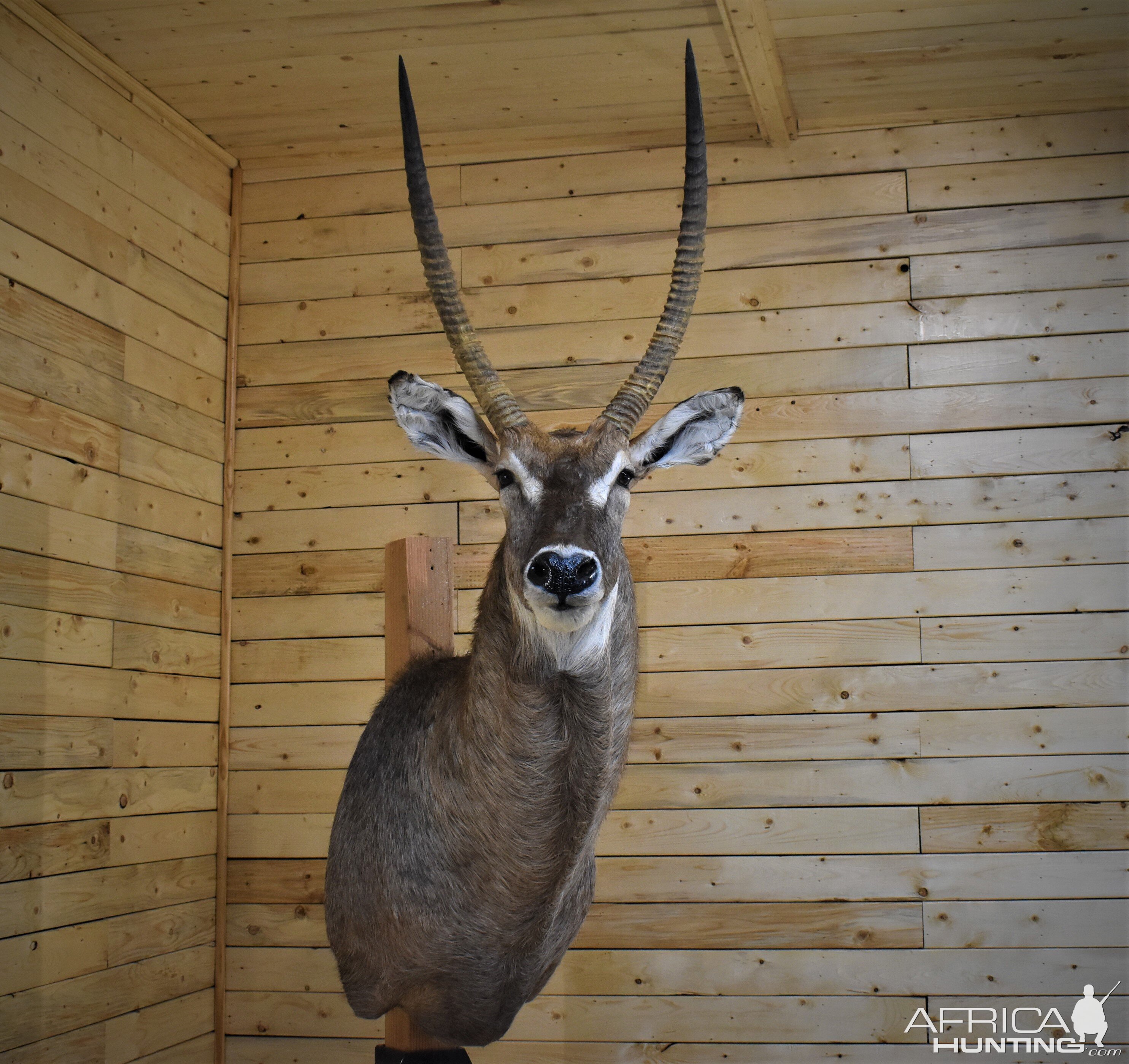 Waterbuck Shoulder Mount Taxidermy