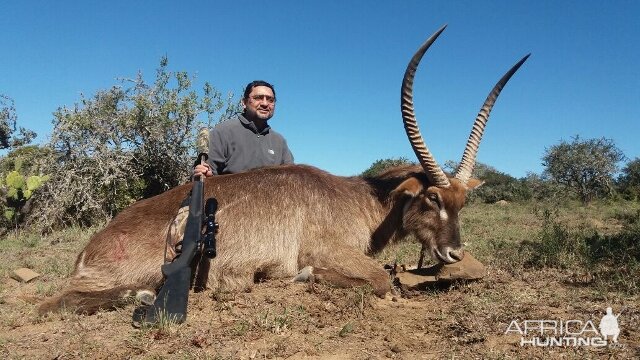 Waterbuck South Africa Hunt