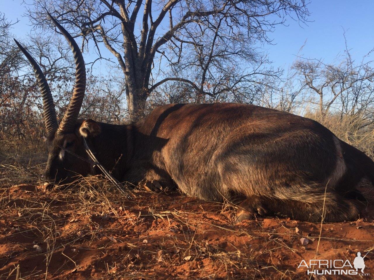 Waterbuck South Africa Hunt