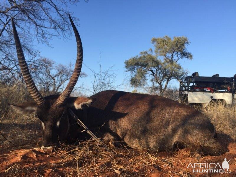 Waterbuck South Africa Hunt