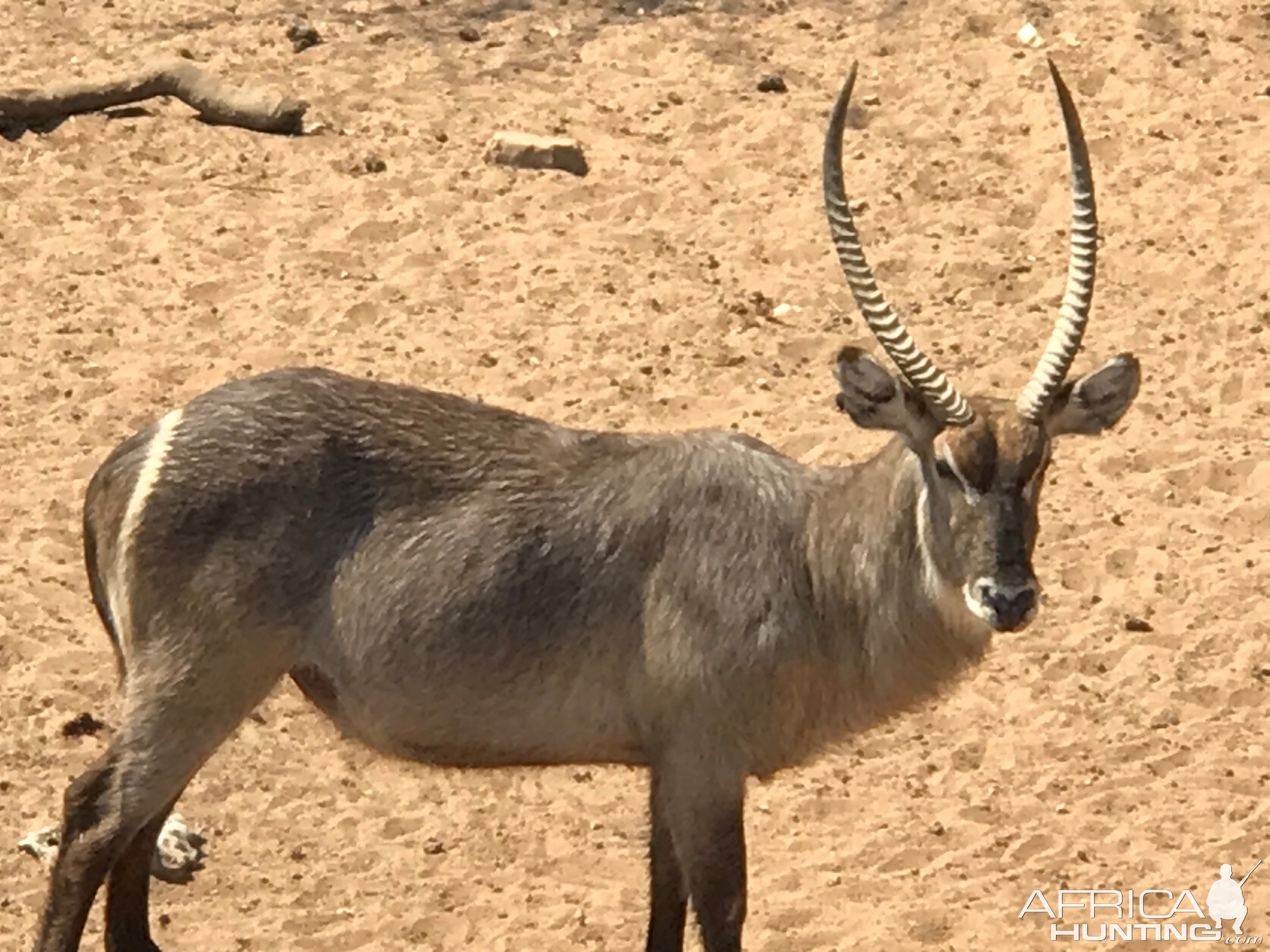 Waterbuck South Africa