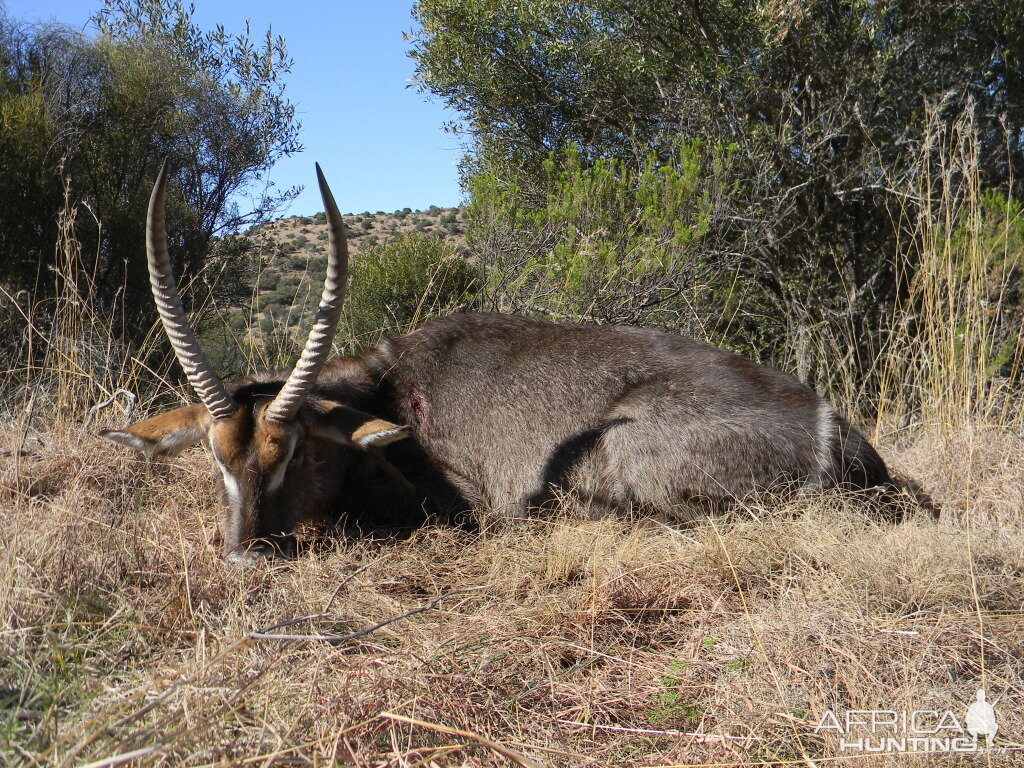 Waterbuck South Africa