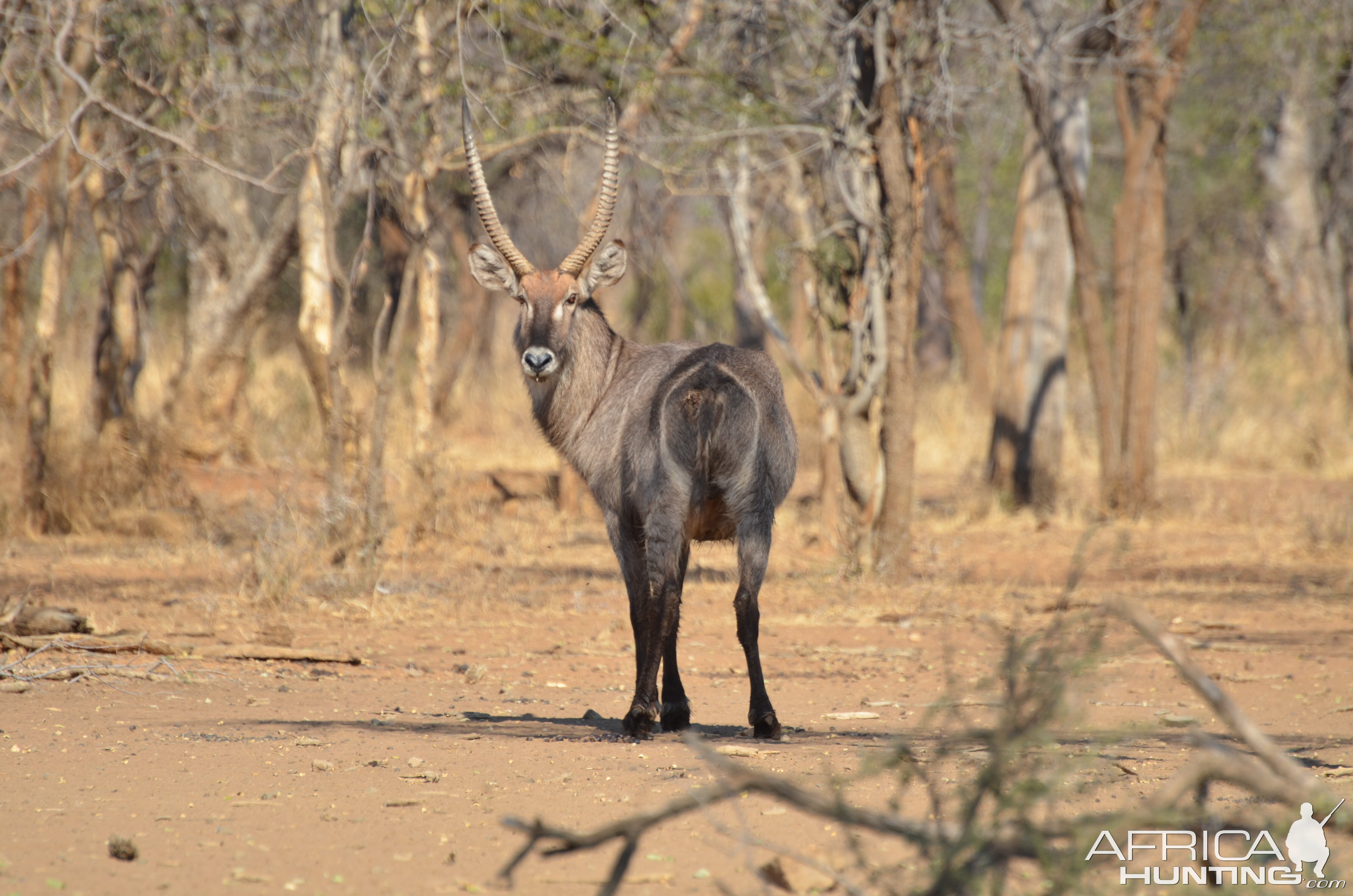 Waterbuck South Africa