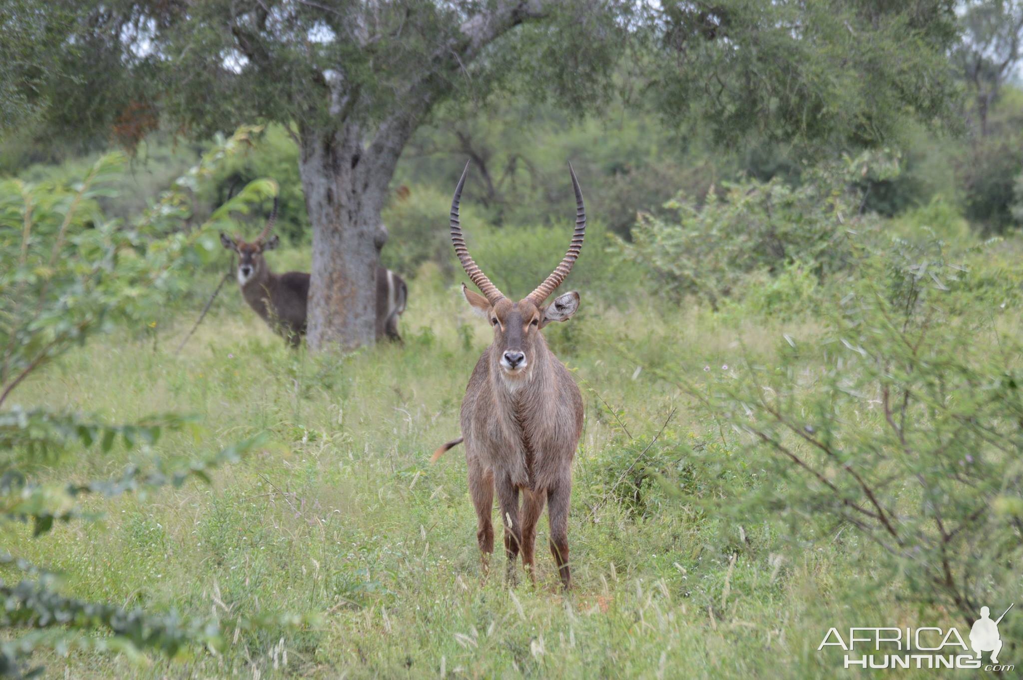 Waterbuck South Africa