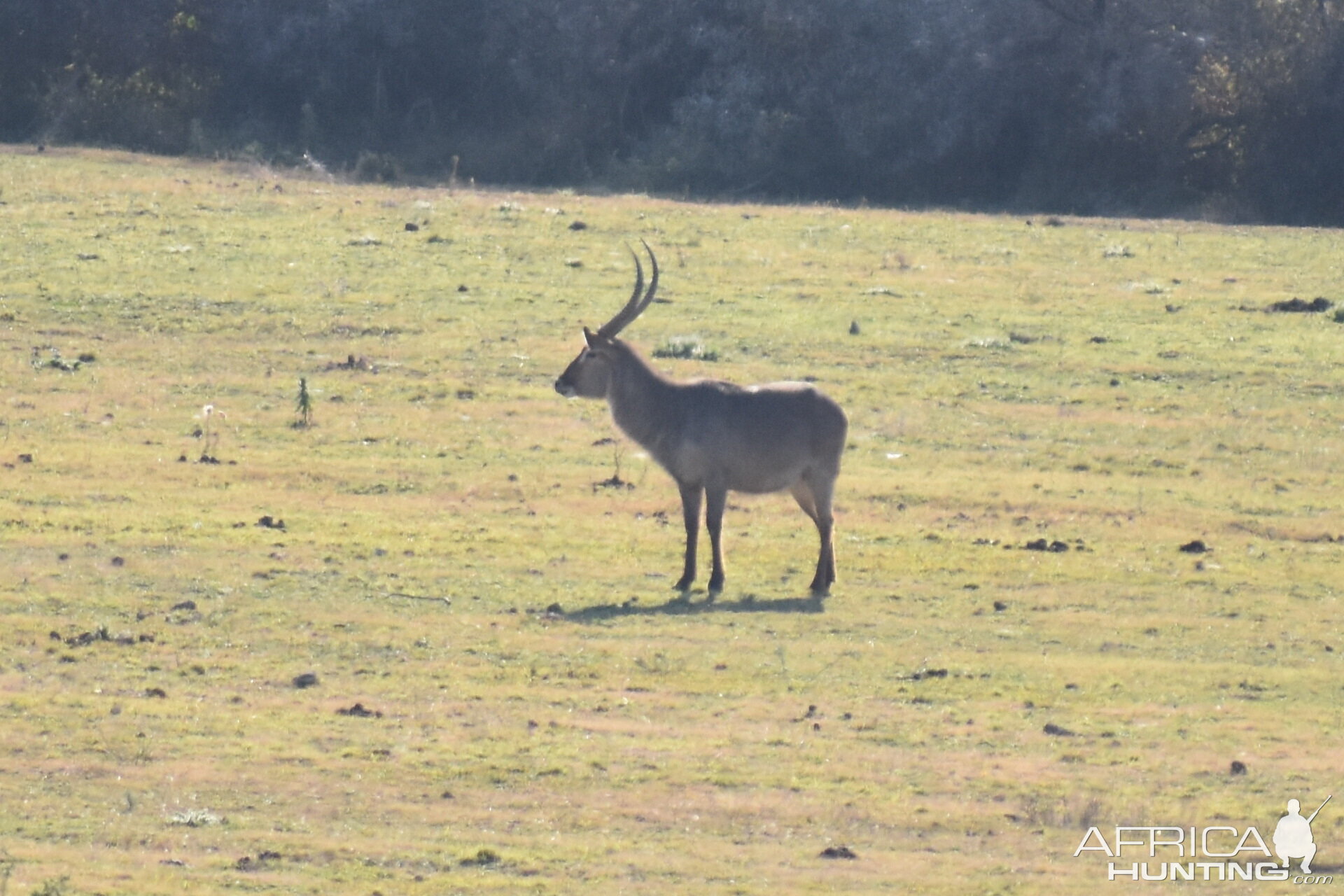 Waterbuck South Africa