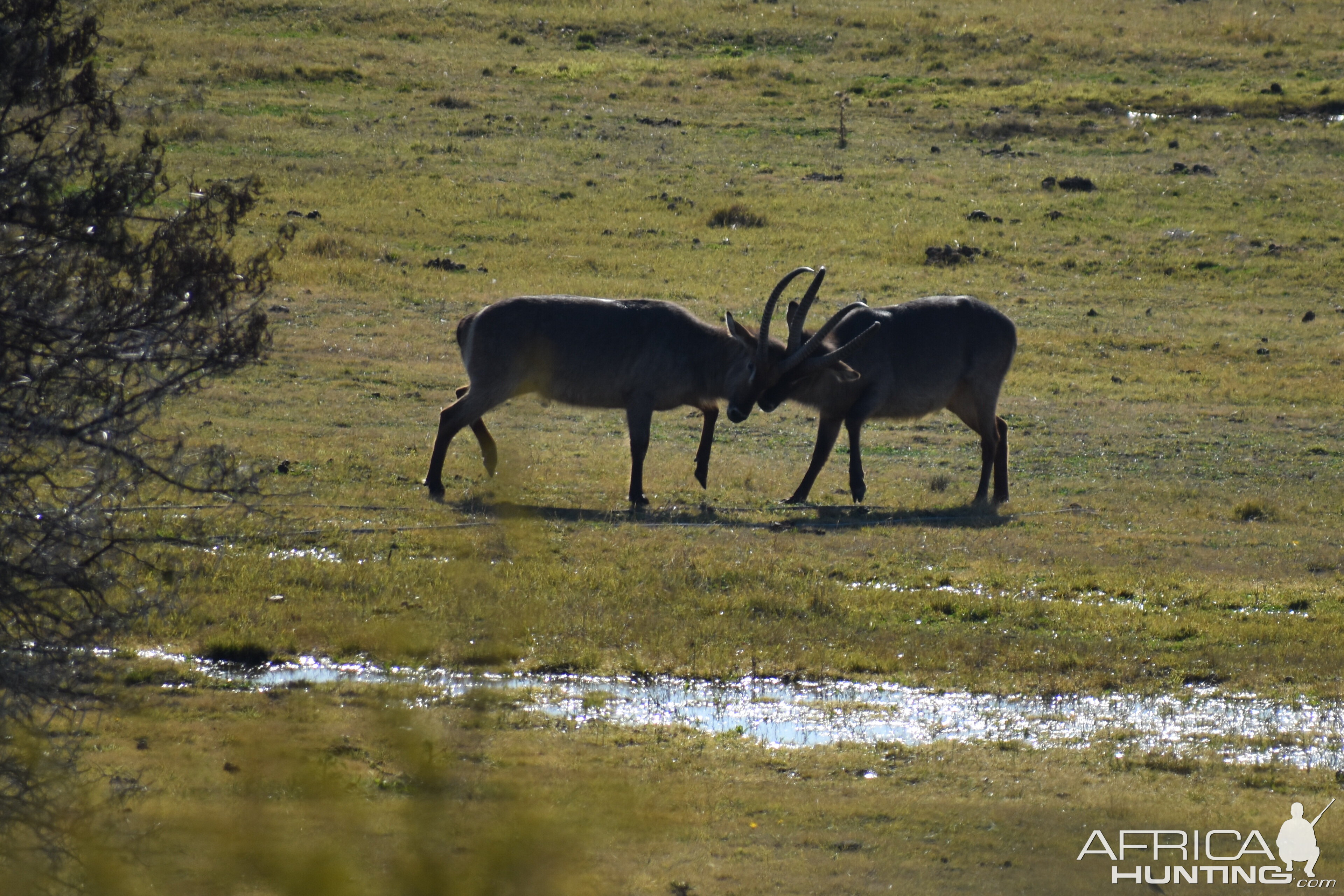 Waterbuck South Africa