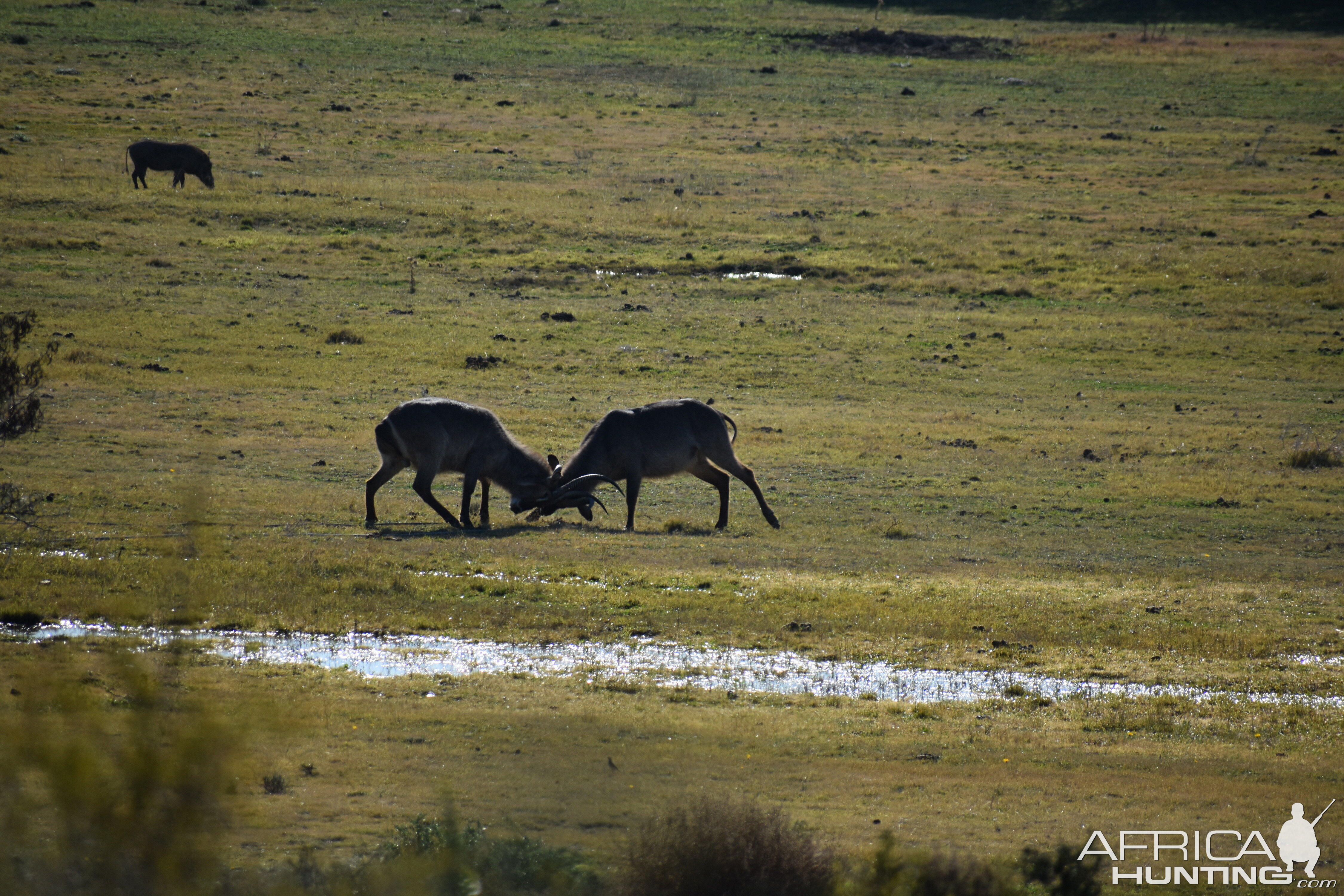 Waterbuck South Africa