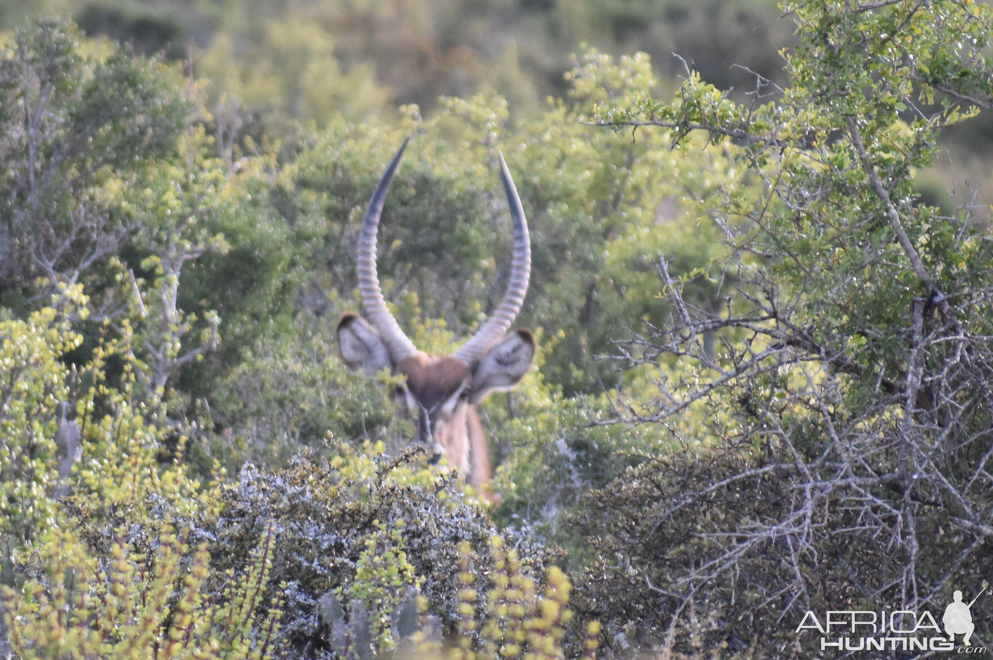 Waterbuck South Africa