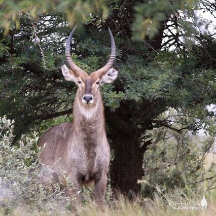 Waterbuck South Africa