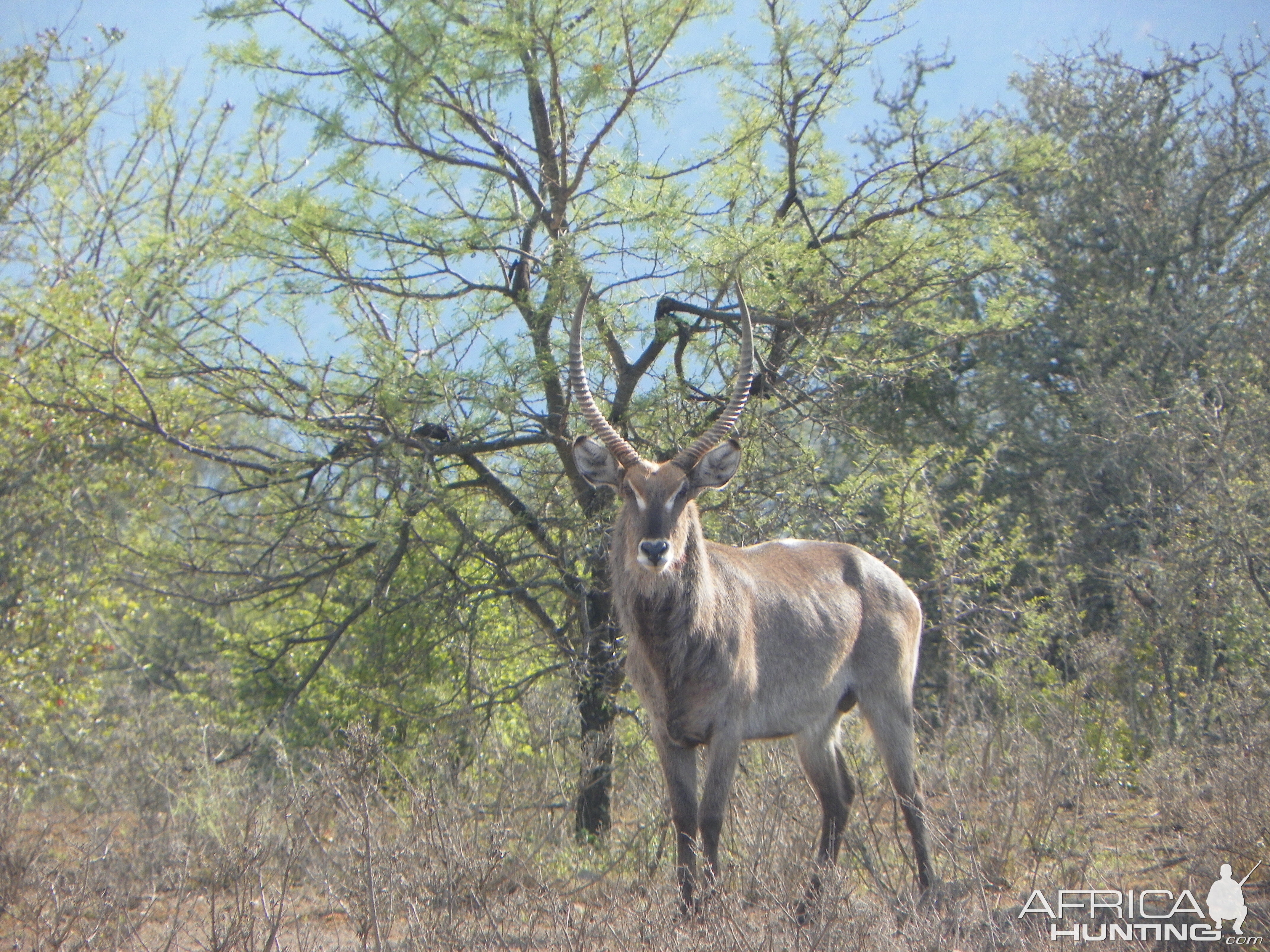 Waterbuck South Africa