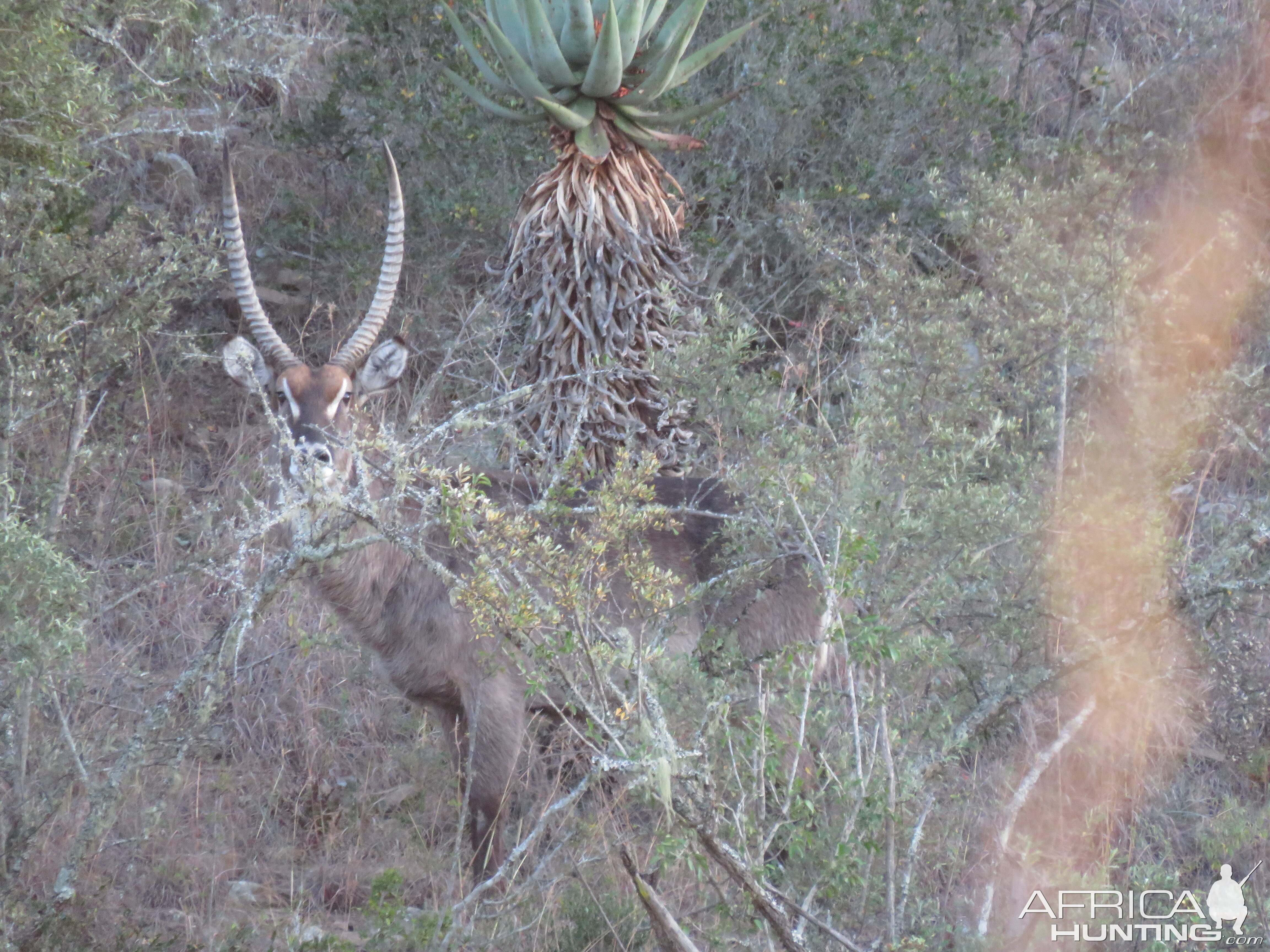 Waterbuck South Africa