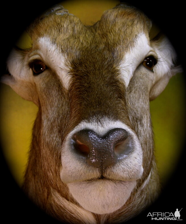 Waterbuck Taxidermy Mount