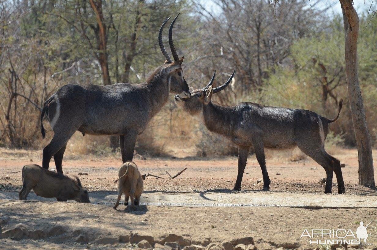 Waterbuck & Warthog at waterhole South Africa