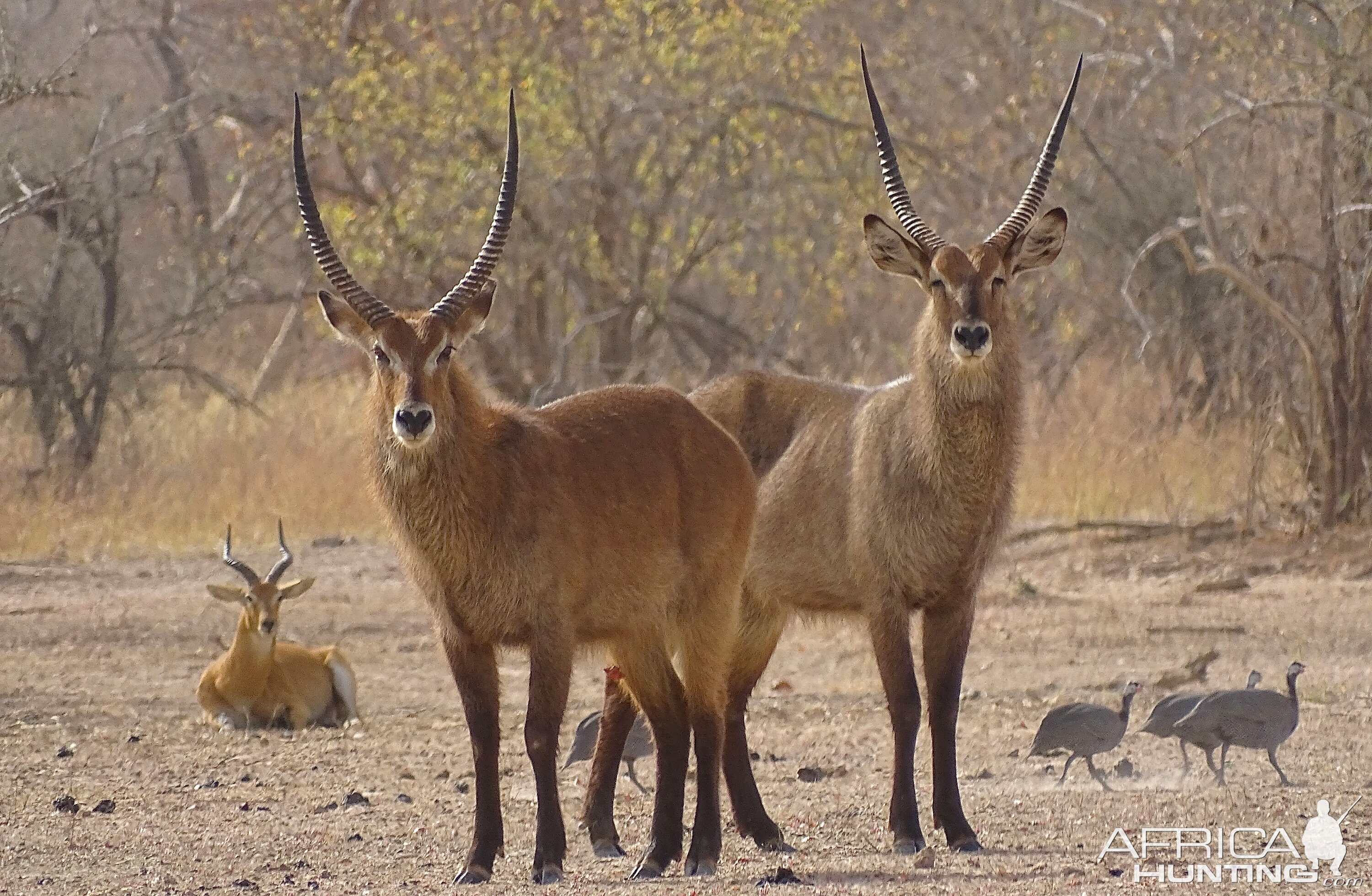 Waterbuck Wildlife Benin