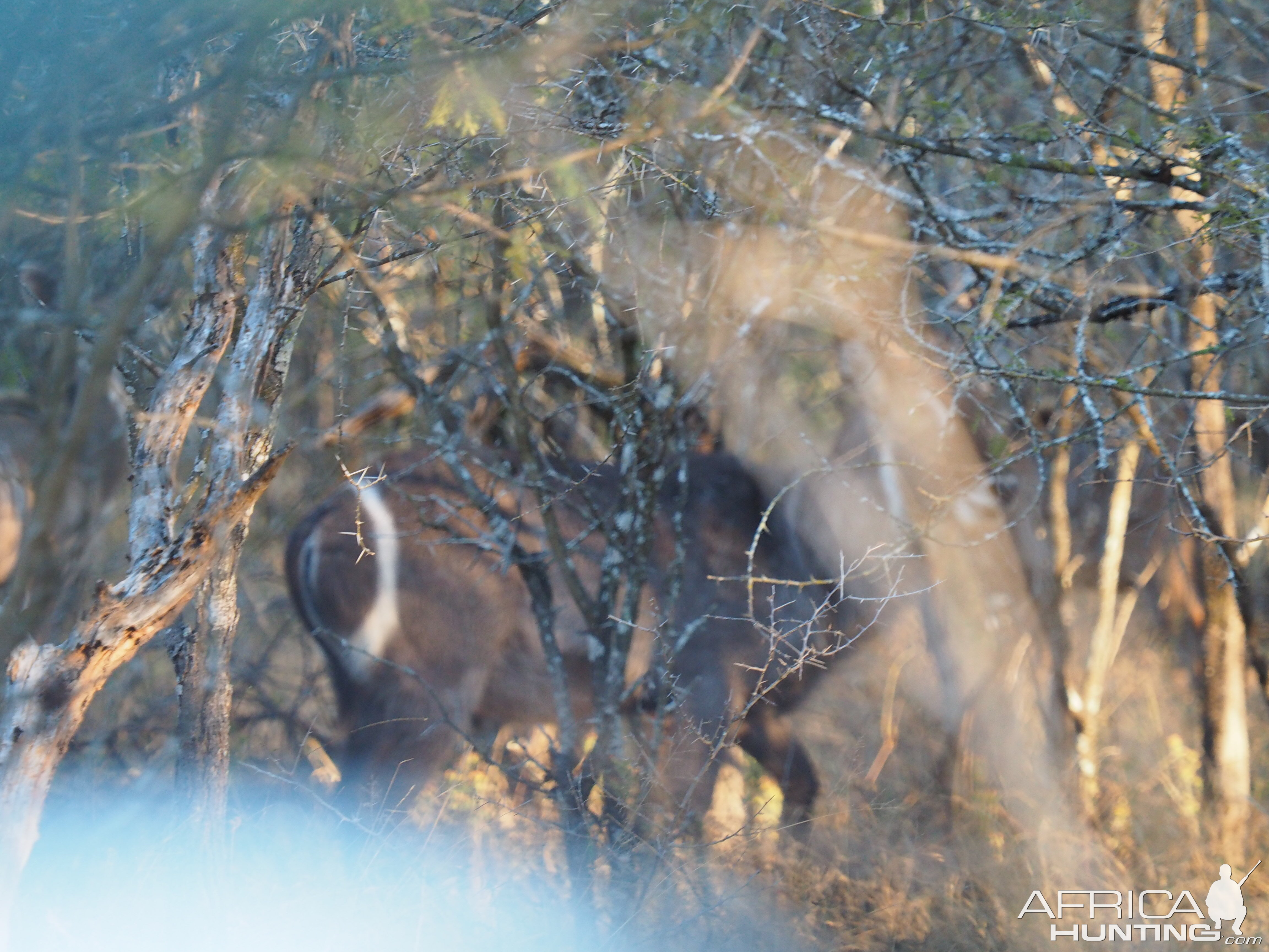 Waterbuck Zimbabwe