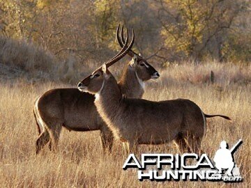 Waterbuck