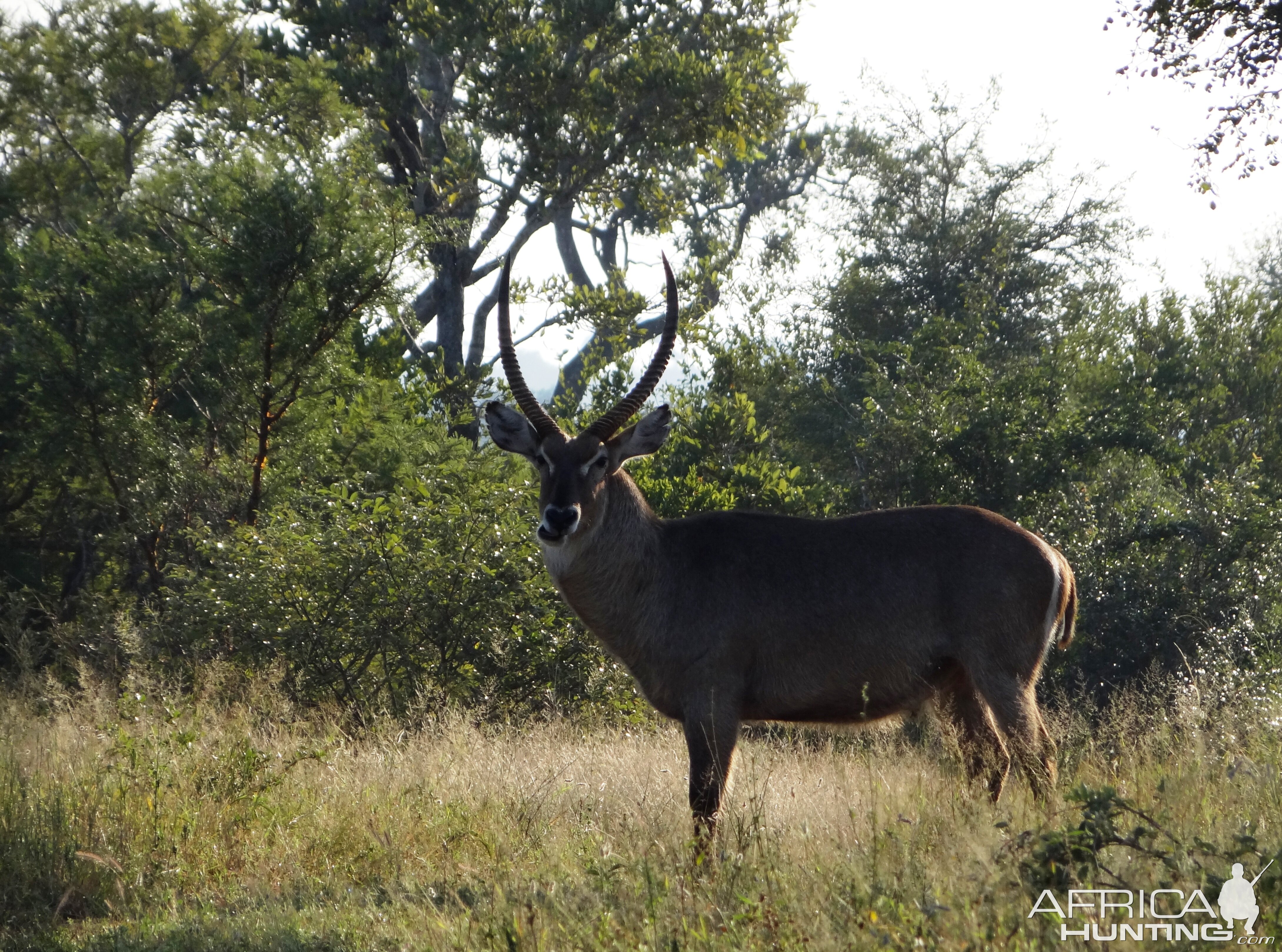 Waterbuck