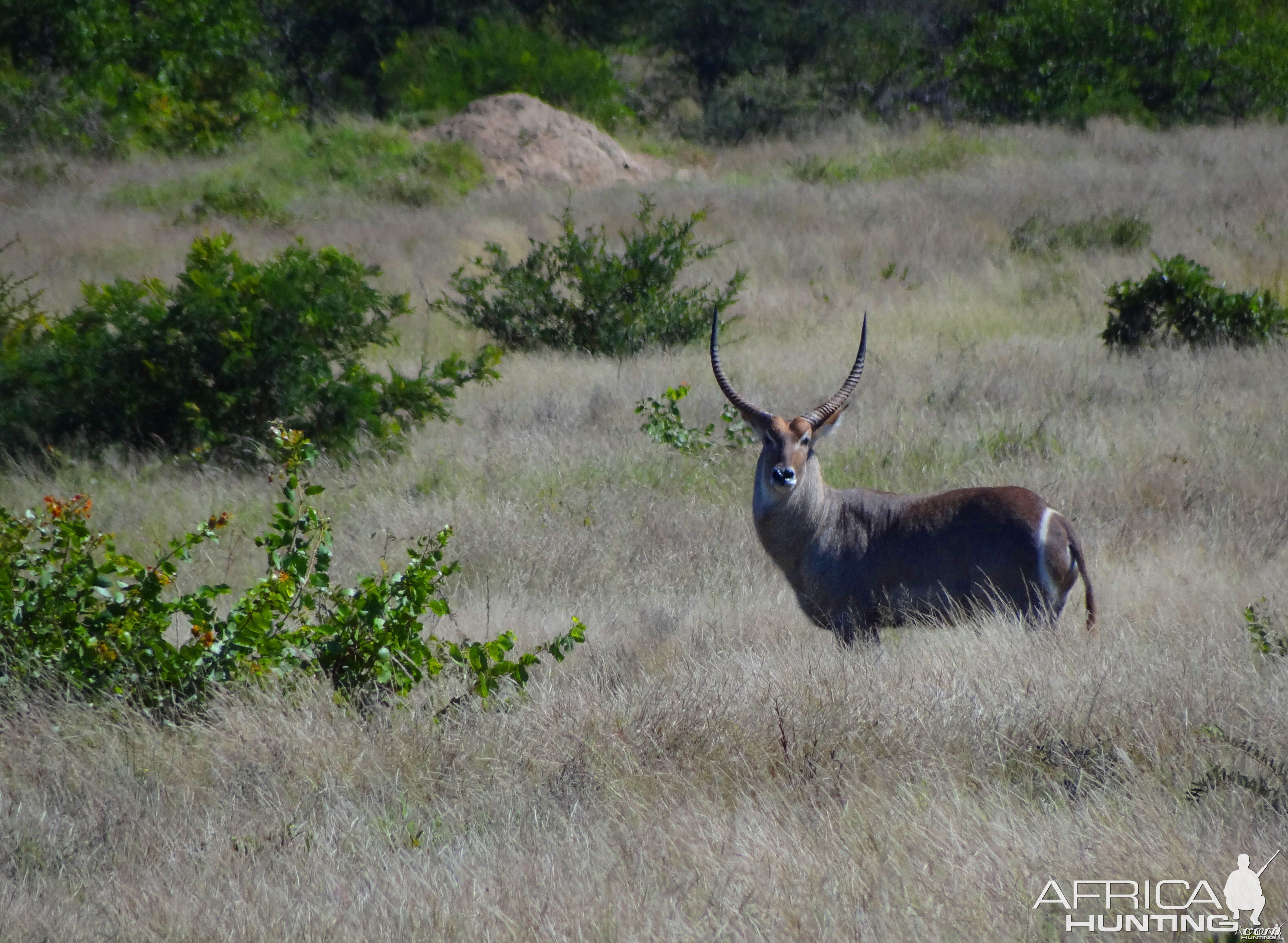 Waterbuck